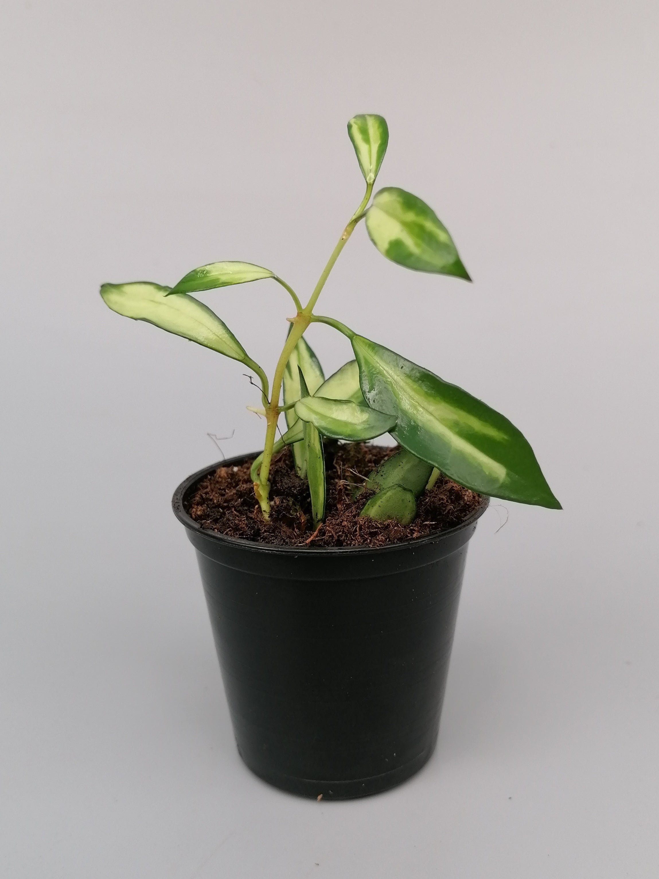 Hoya lacunosa variegata