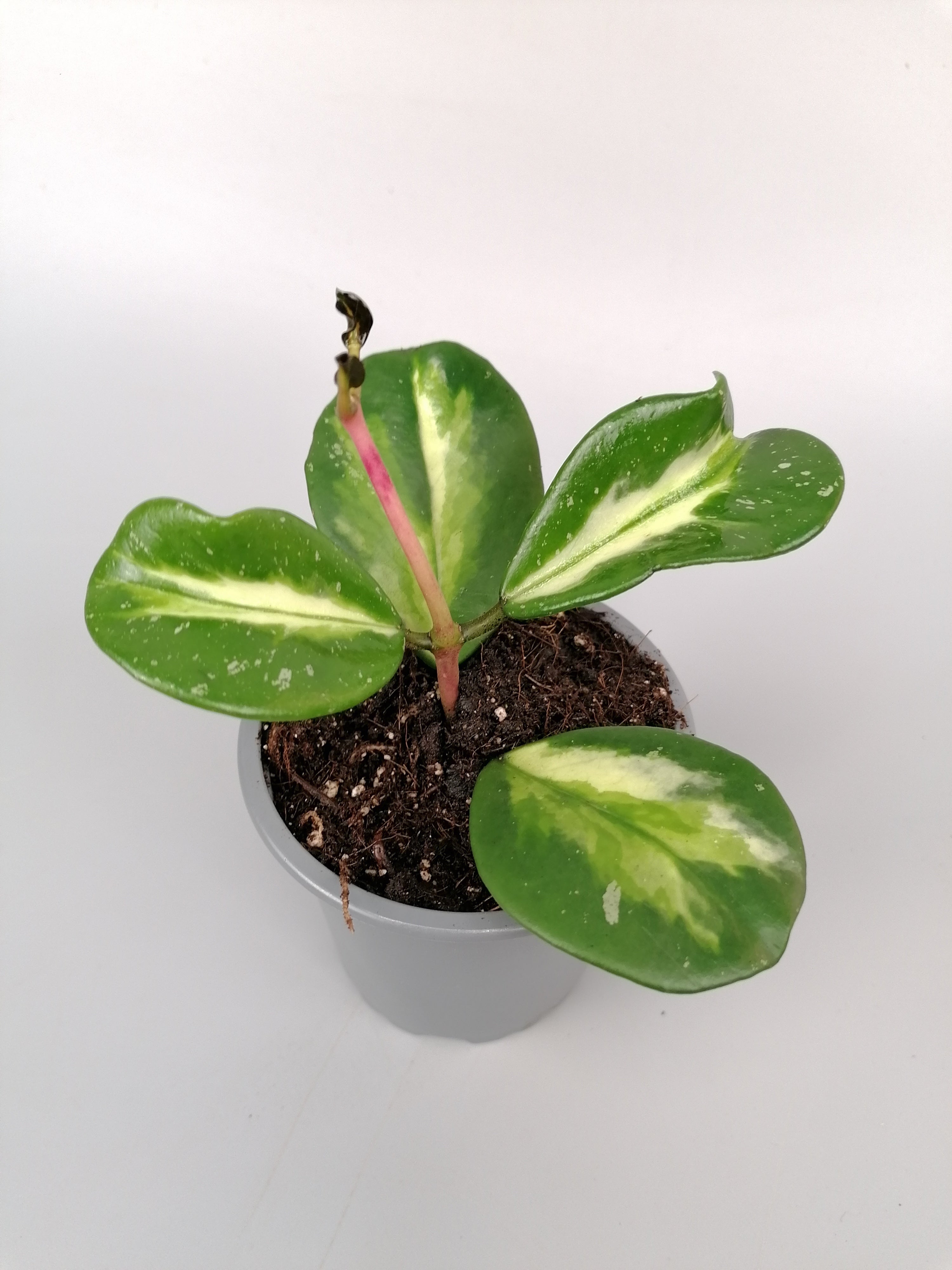 Hoya obovata variegata (Big Plant)