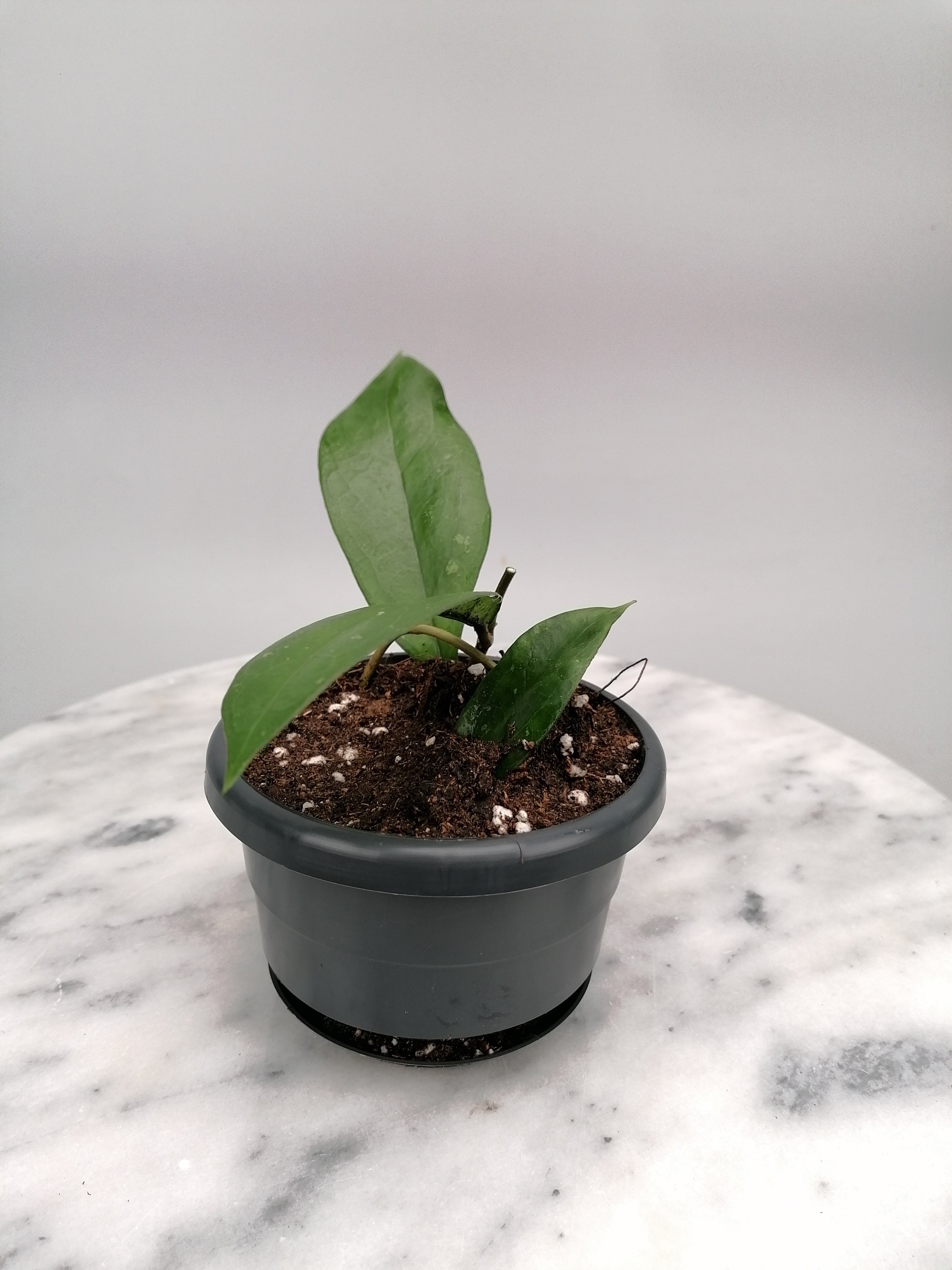 Hoya lambii (Small Plant)