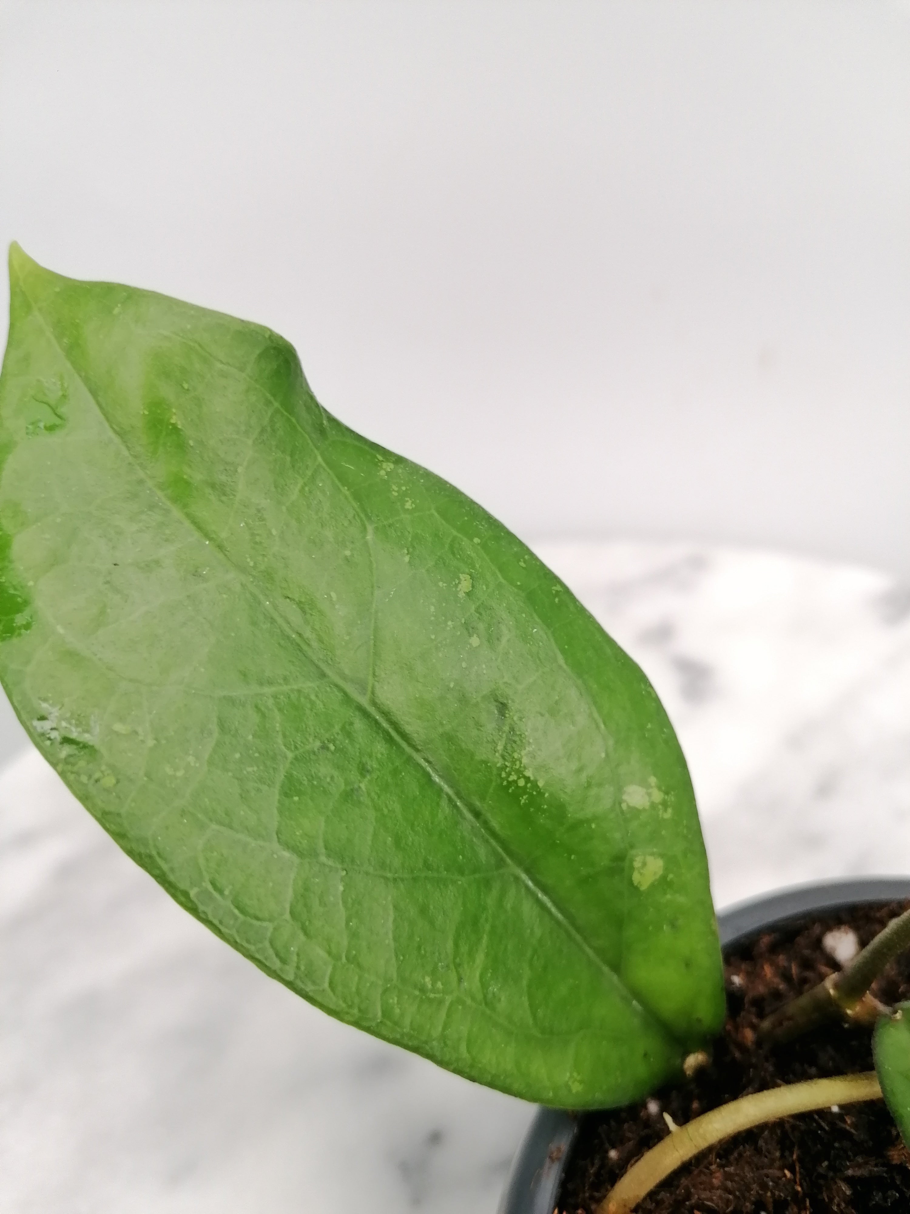 Hoya LAMBII | Newly Rooted Cutting discount | Very Rare | Collectors Plant | Free Shipping