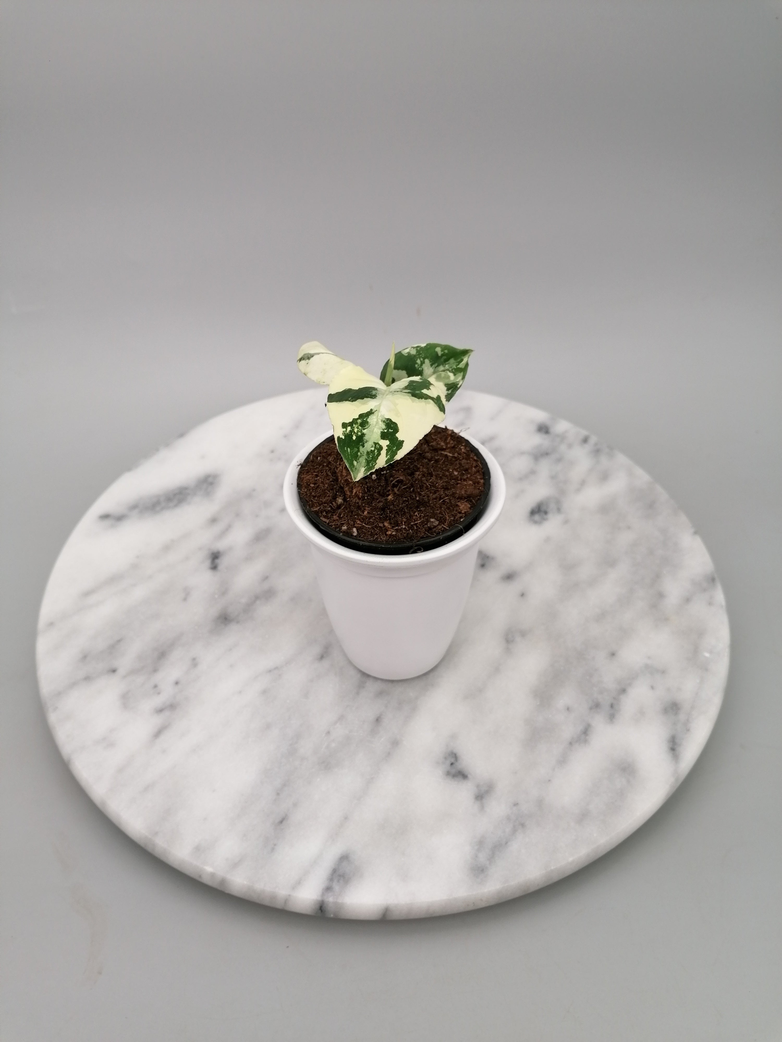 28F3モンステラ・ミューテーション・トリカラー石化三色変異個体・極レア J9Monstera mutation tricolor モンステラ・ミューテーション・トリ