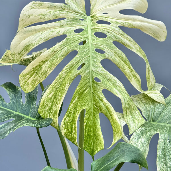 IMG-2367_600x600_crop_center.