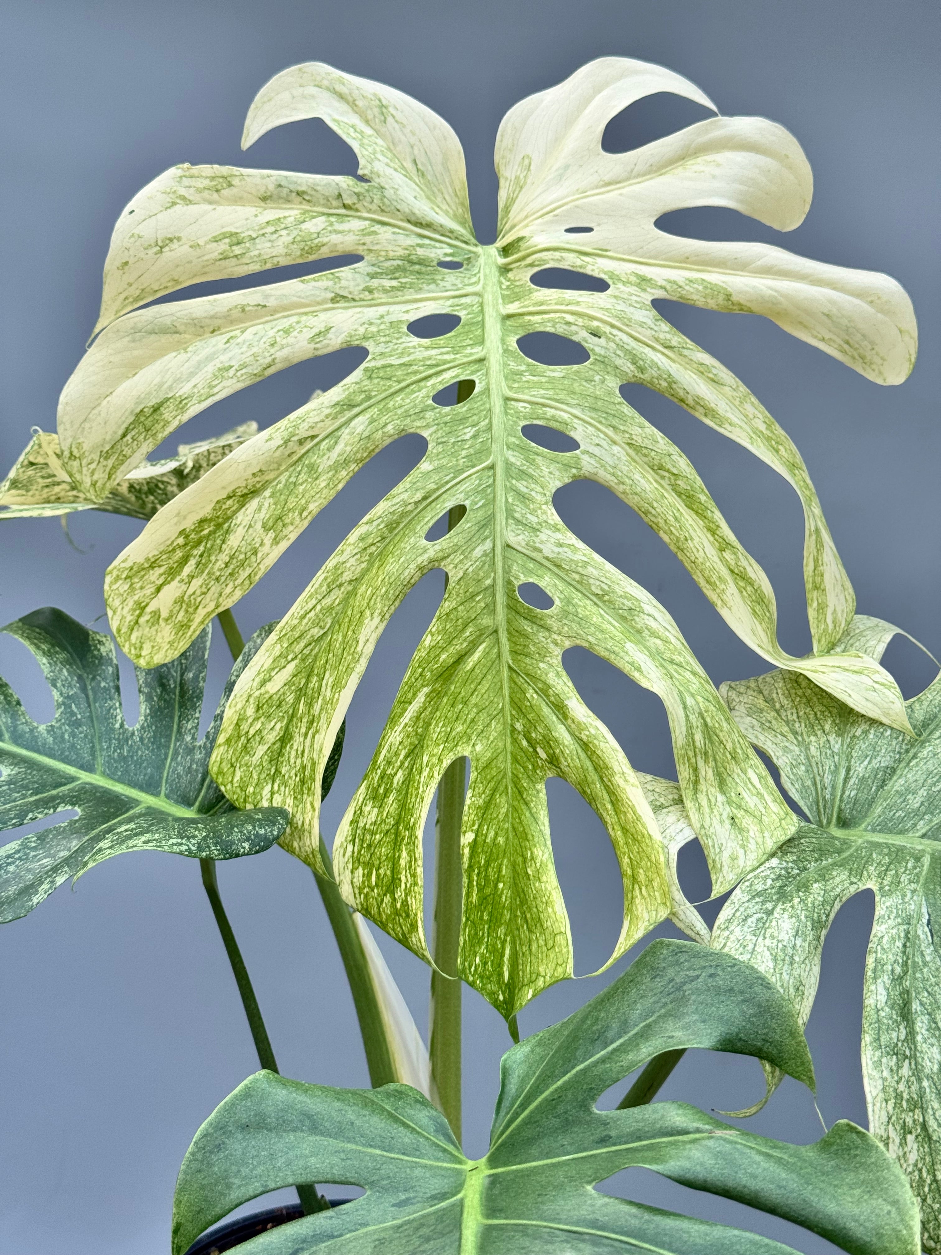 Monstera Deliciosa mint (フルミント) Monstera Full Mint deliciosa borsigiana Variegata