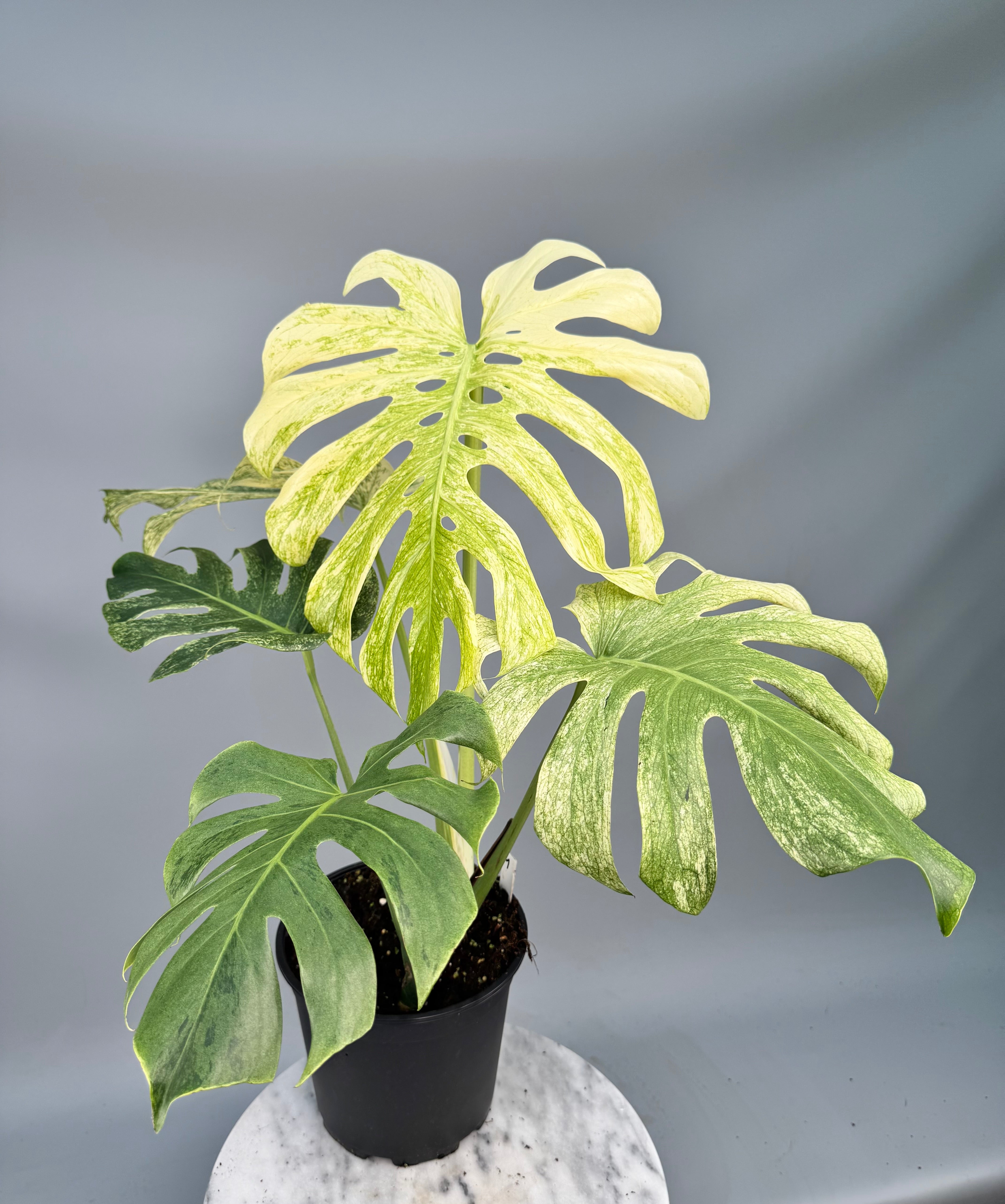 室内管理】Monstera Borsigiana Cebublue Mint Monstera Cebu Blue