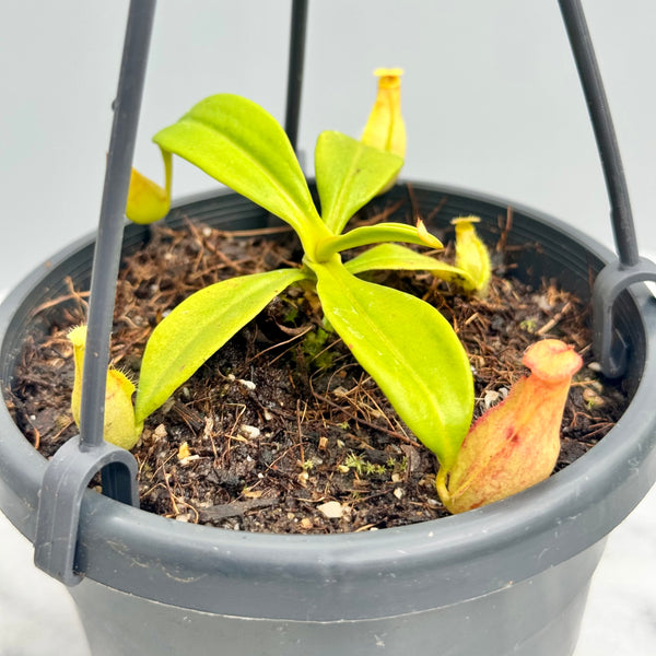 Nepenthes madagascariensis