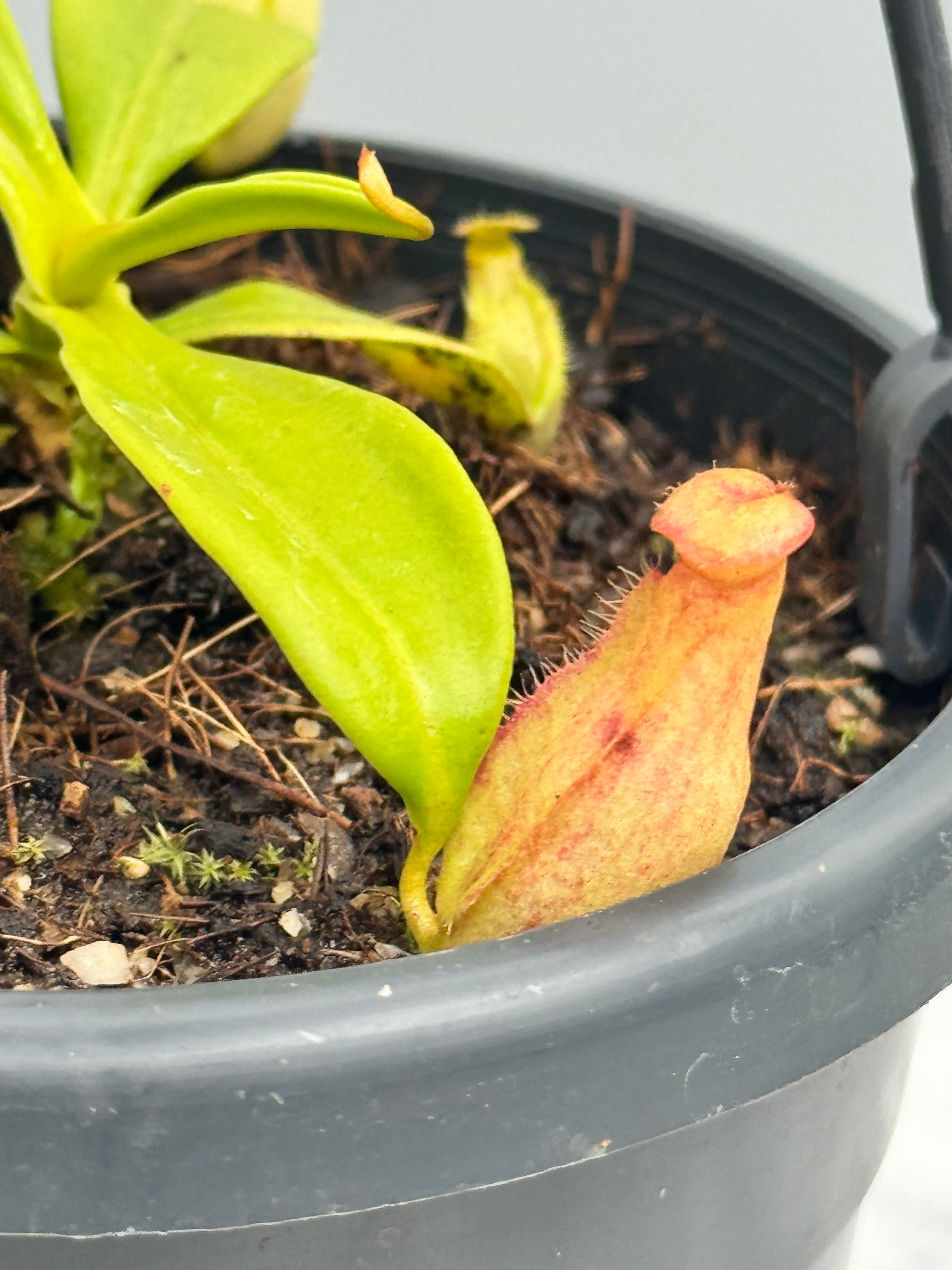 Nepenthes madagascariensis