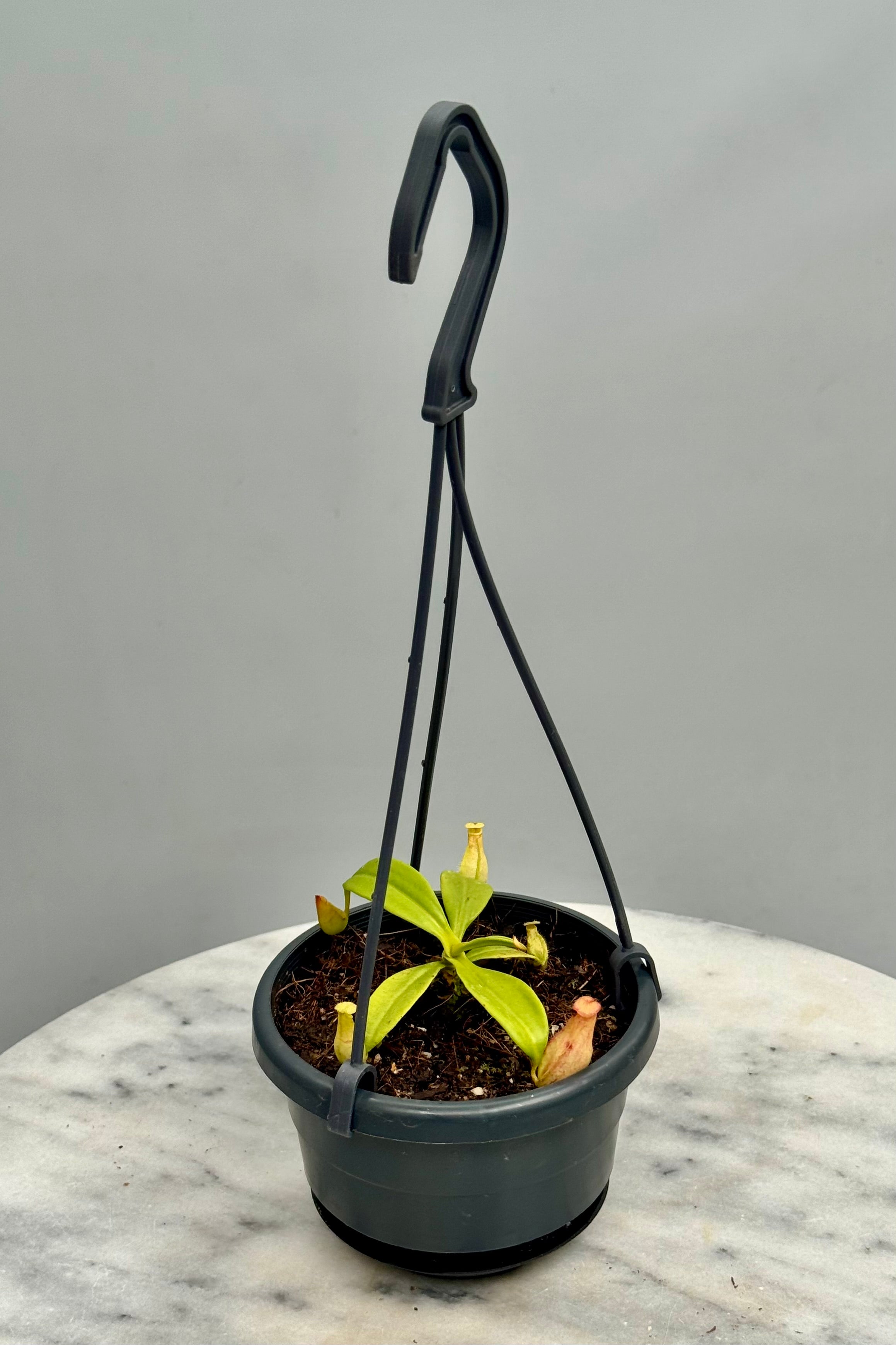 Nepenthes madagascariensis