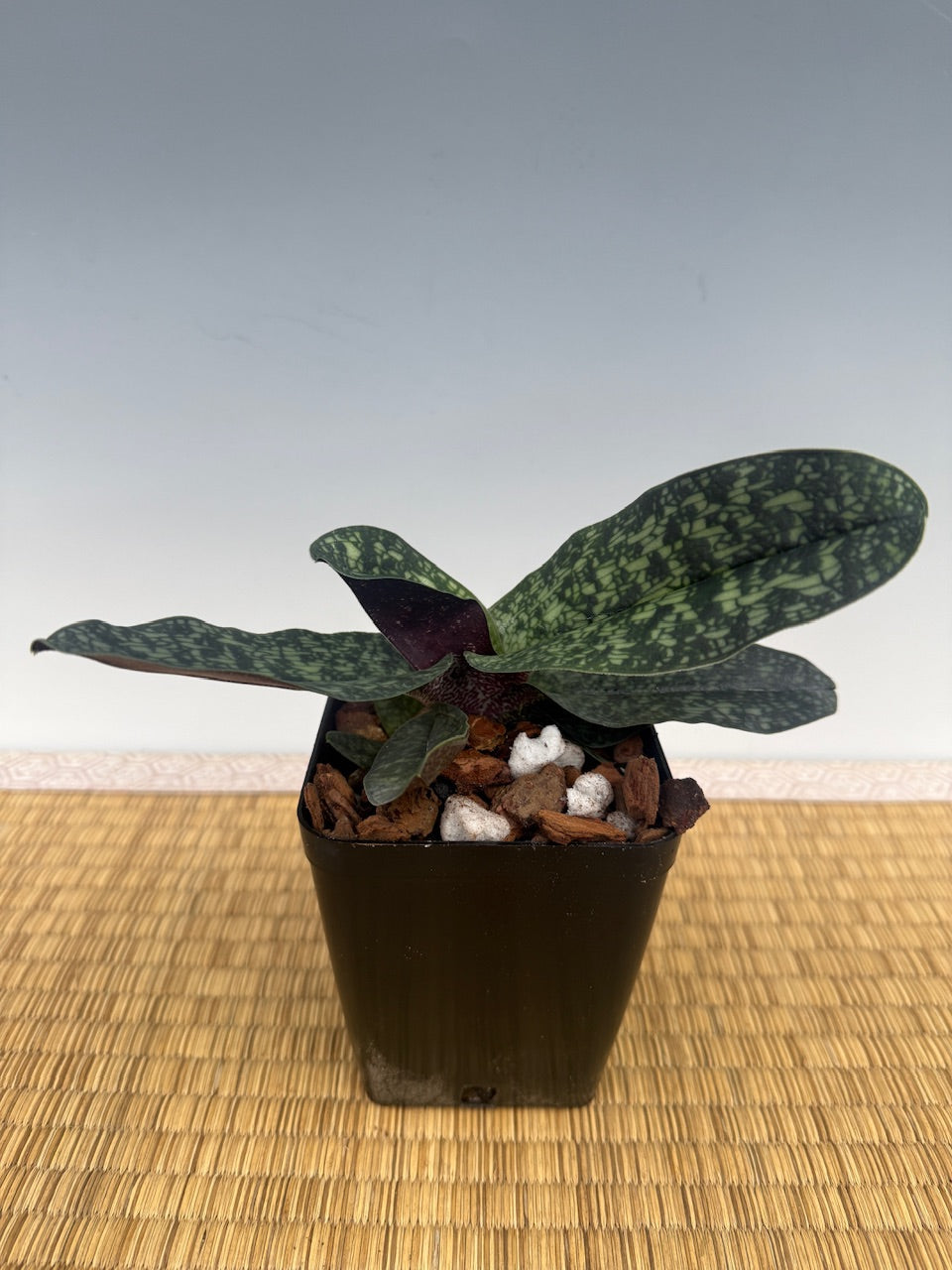 Paphiopedilum Ho Chi Minh