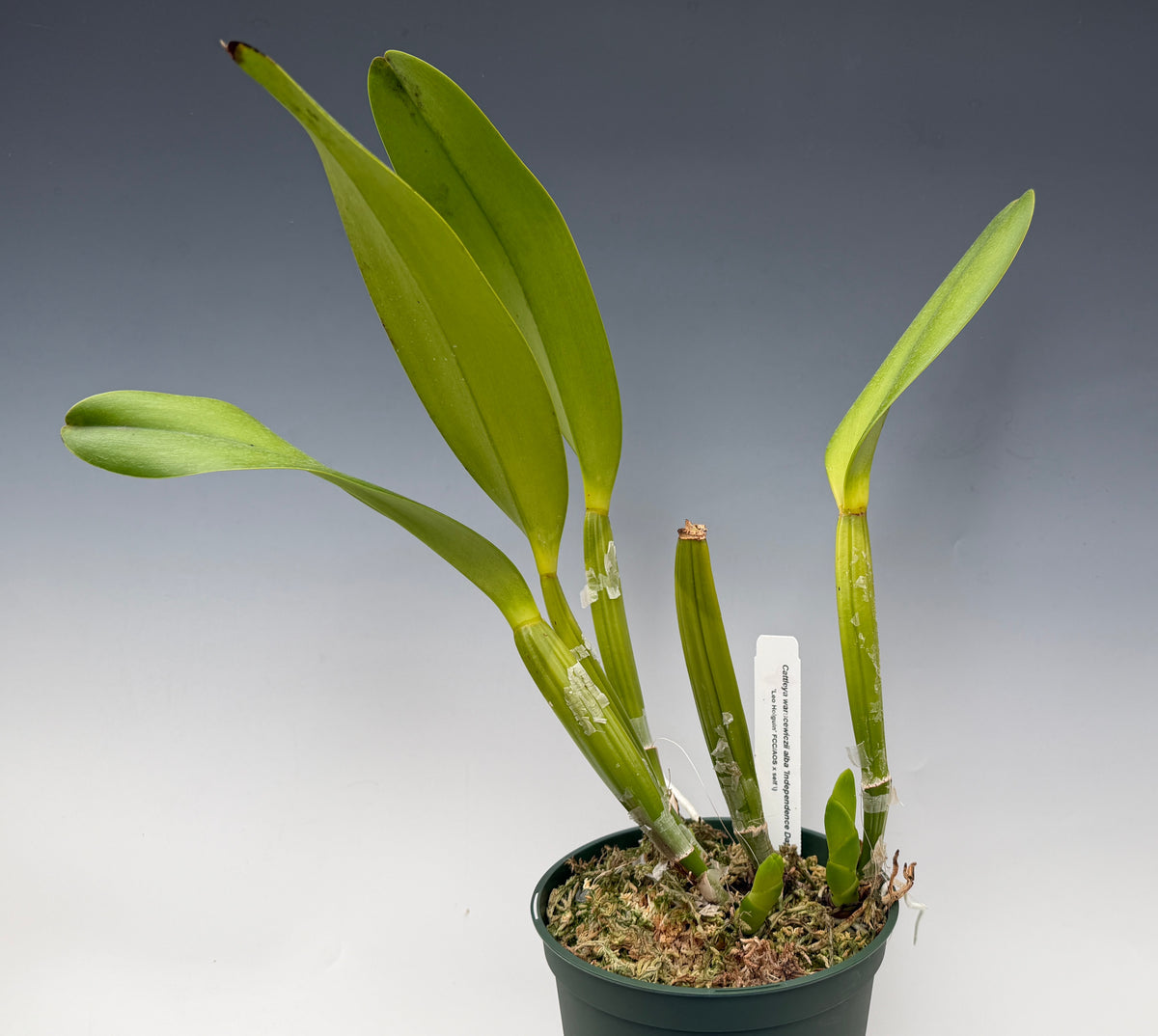 Cattleya warscewiczii alba 'Leo Holguin' FCC/AOS