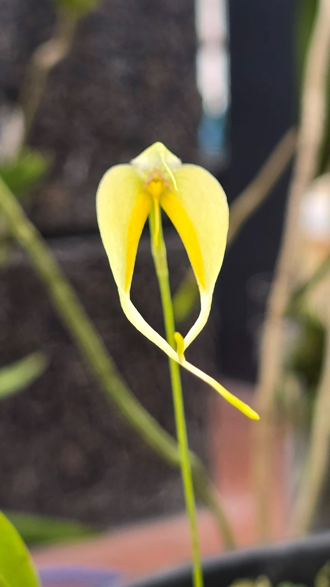 Bulbophyllum blumei var alba