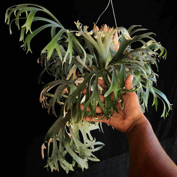 Platycerium【Group-BS】 Platycerium Banna