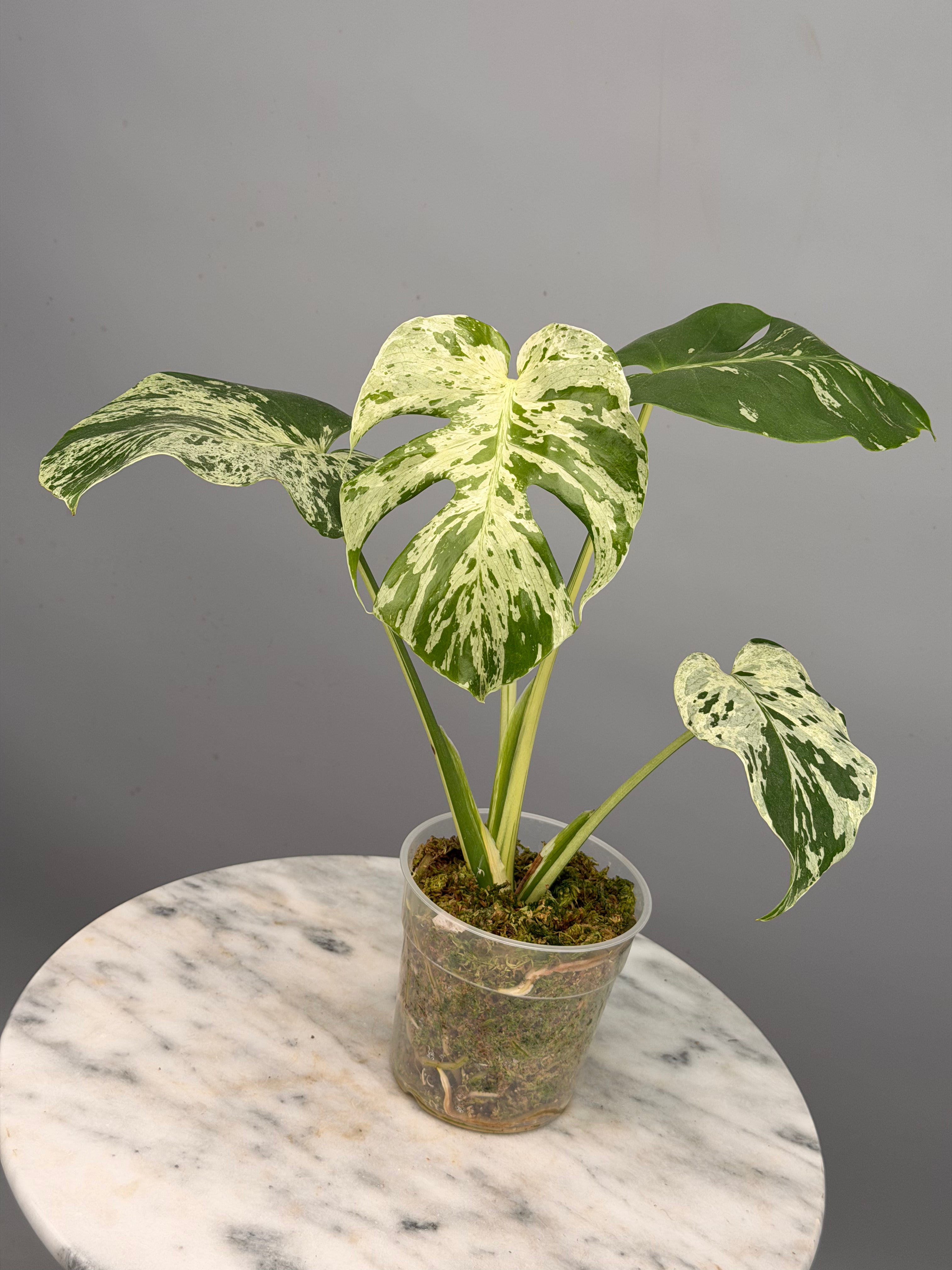 Monstera Bulbasaur | y*o様 'Bulbasaur' – 品種保証！斑入り保証