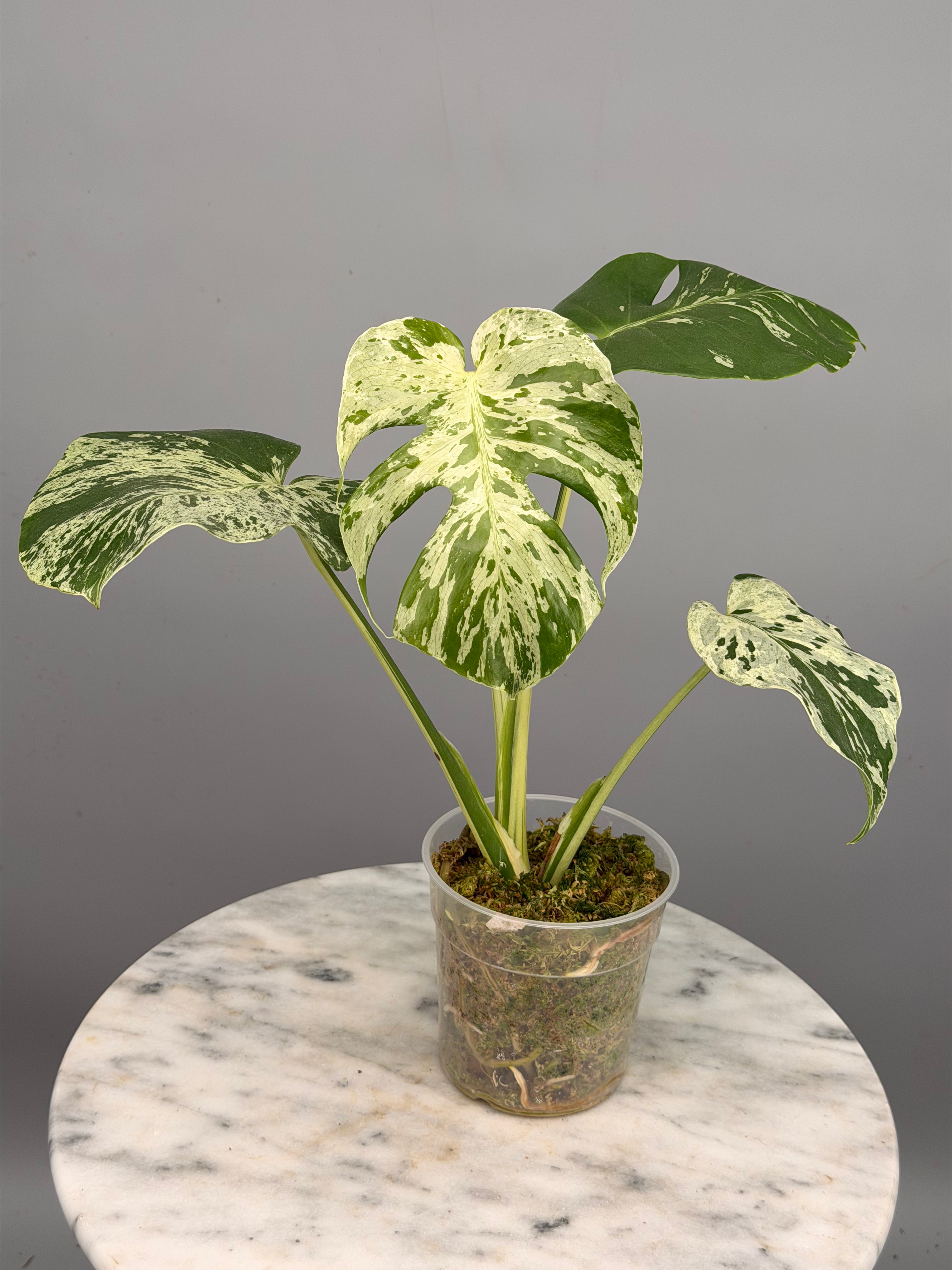 Monstera bulbasaur