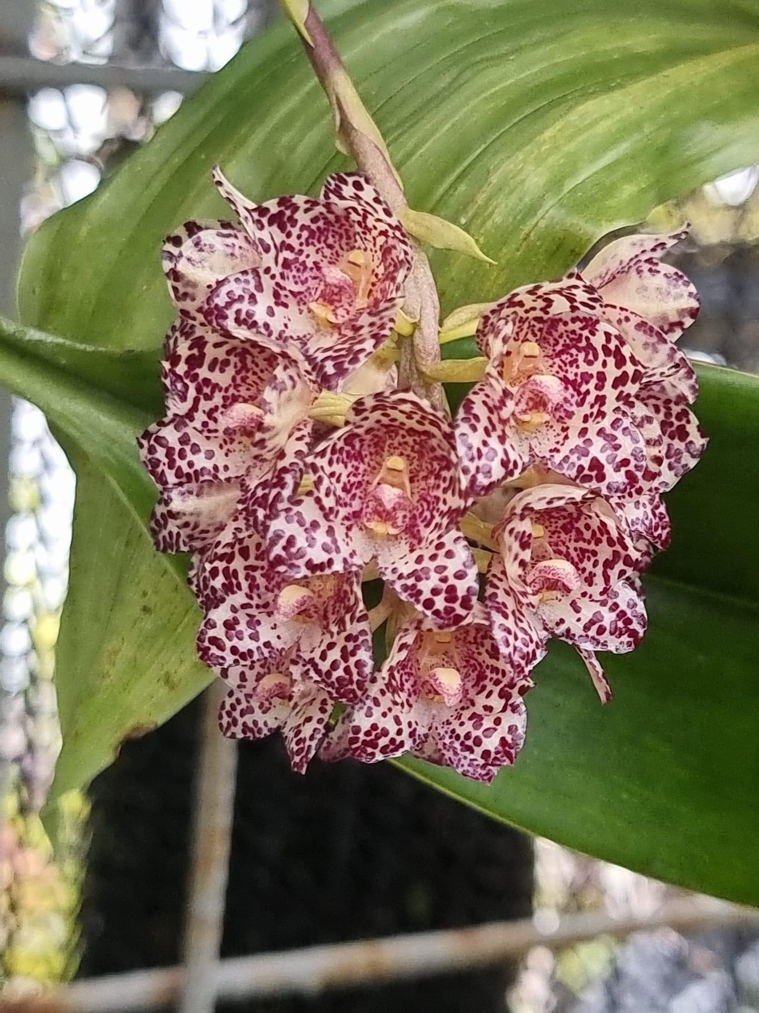 Bulbophyllum kubahense (Leaves 1+)