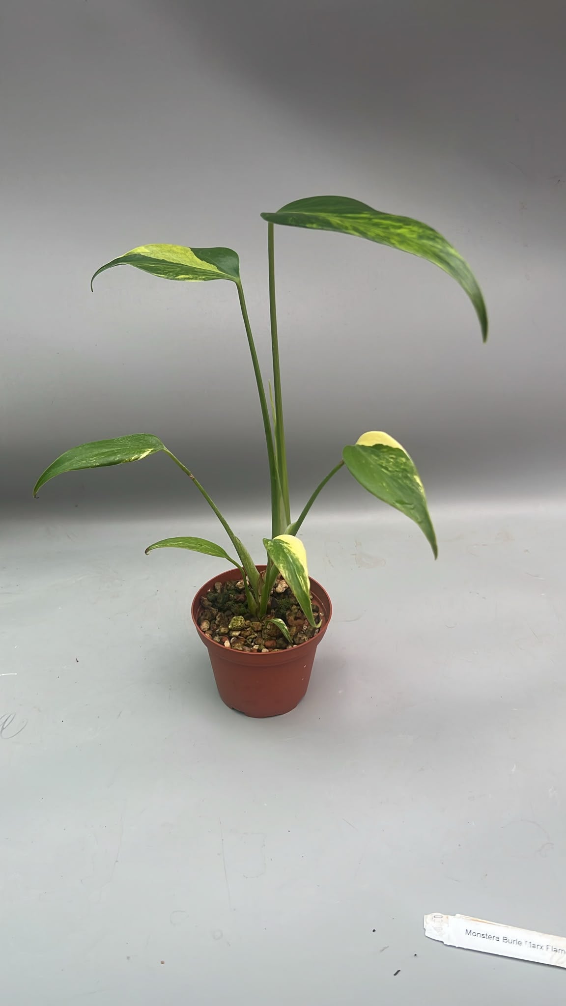 Monstera 'Burle Marx Flame' variegata Aurea (6 leaves)