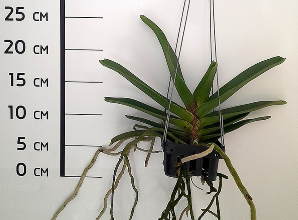 Rhynchostylis gigantea "Karikatur"