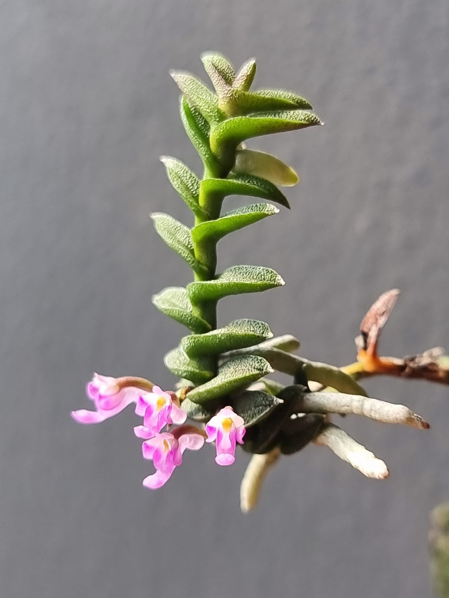 Schoenorchis scolopendria