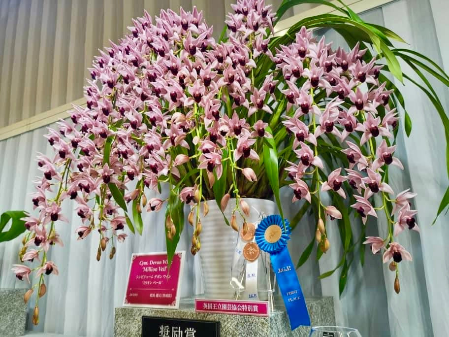 Cymbidium Devon Wine "Million Veil"