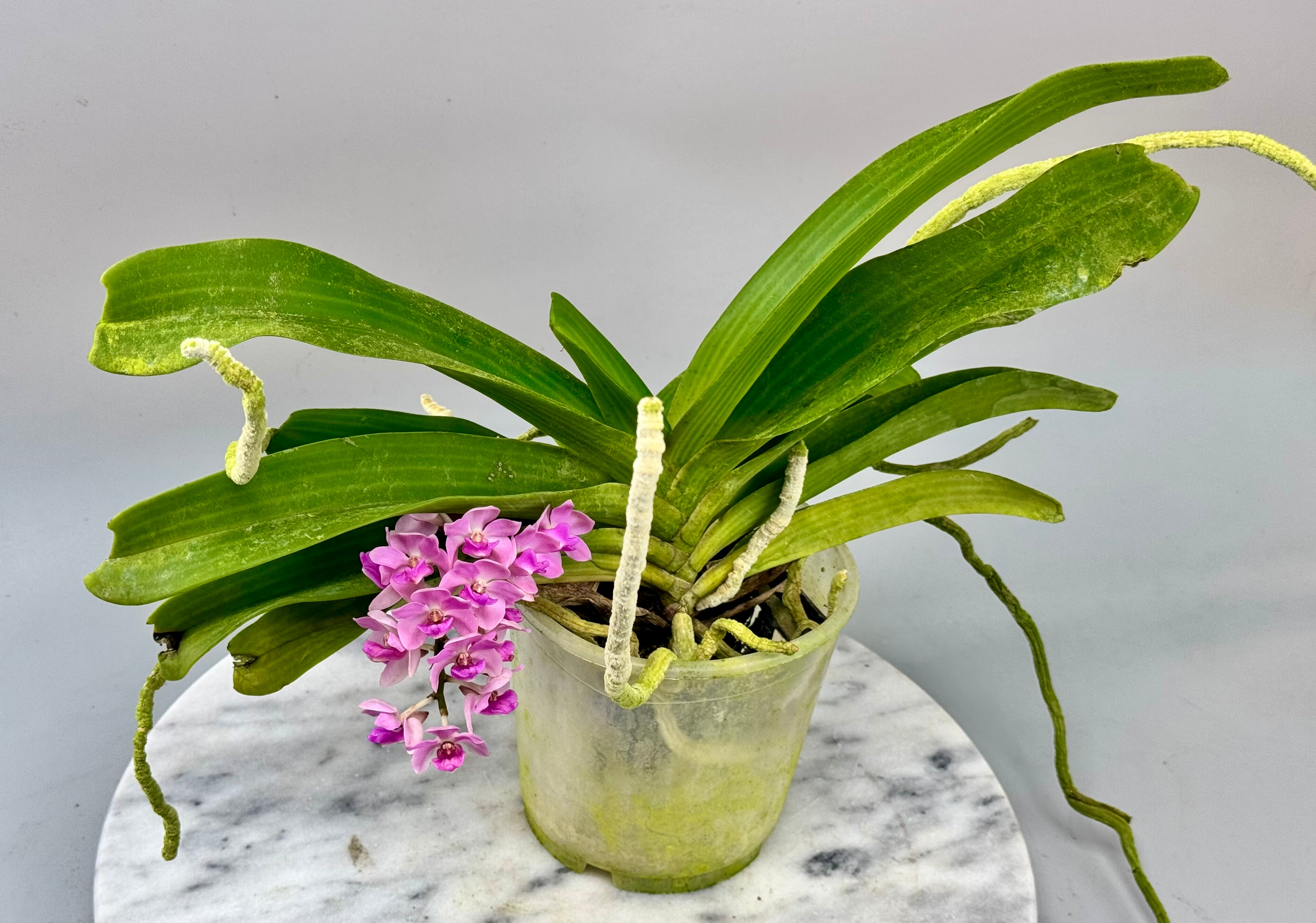 Rhynchostylis gigantea "Pink"