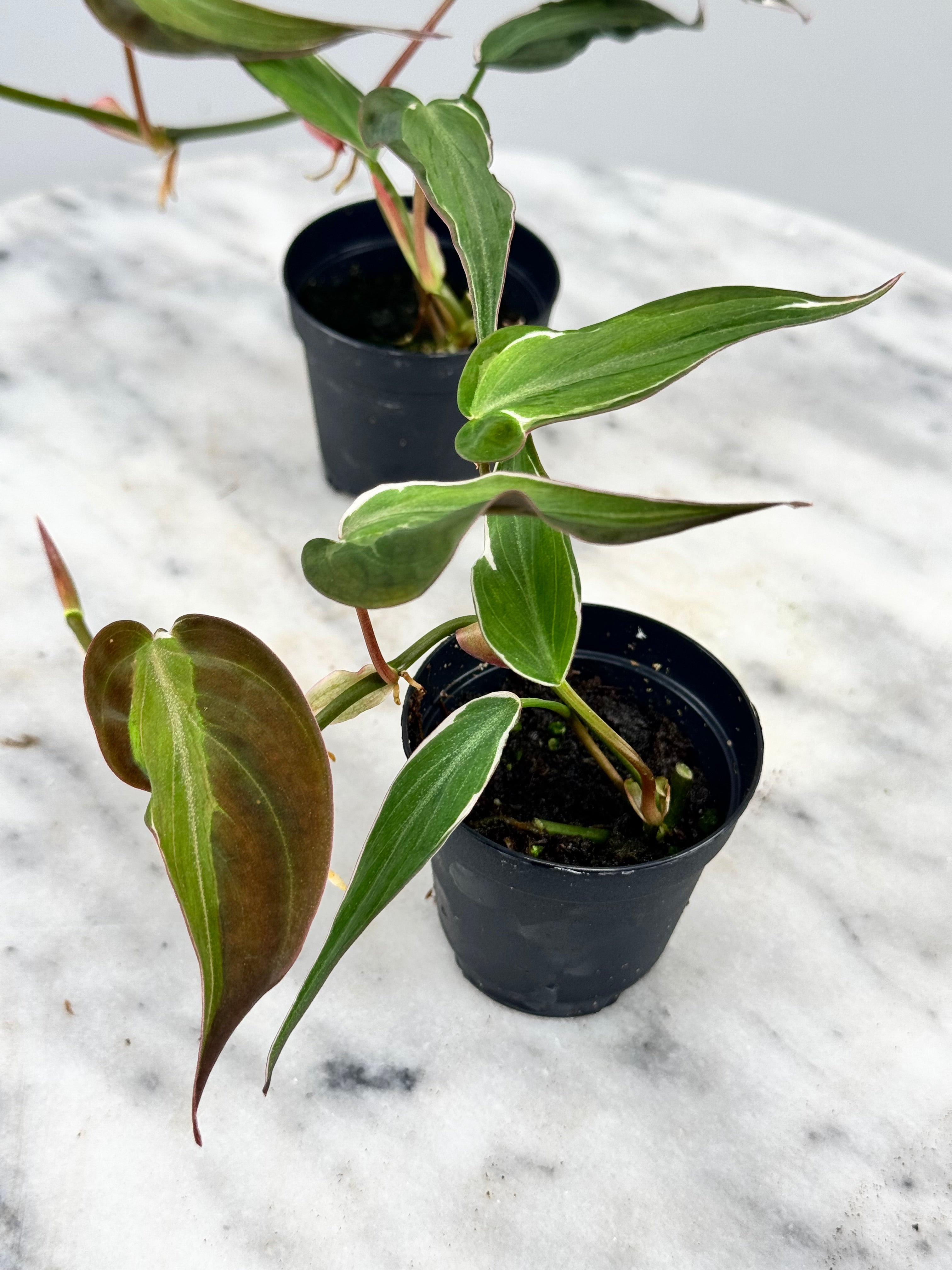 Philodendron micans variegated Albo