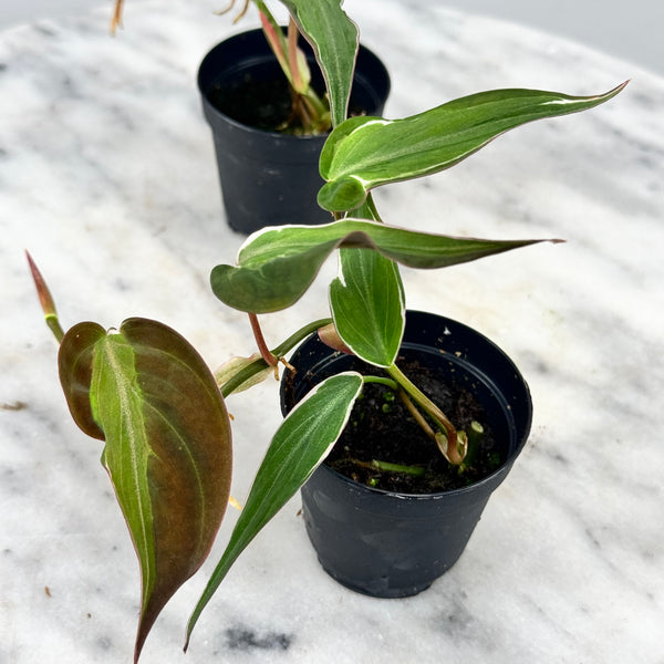 velvet micans philodendron Philodendron micans variegated Albo (1 Leaf Cutting)