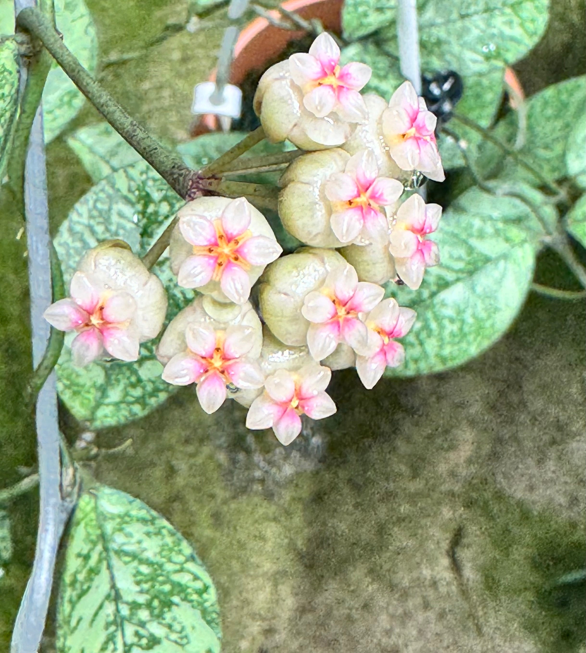 Hoya crassipetiolata 'Silver Splash'