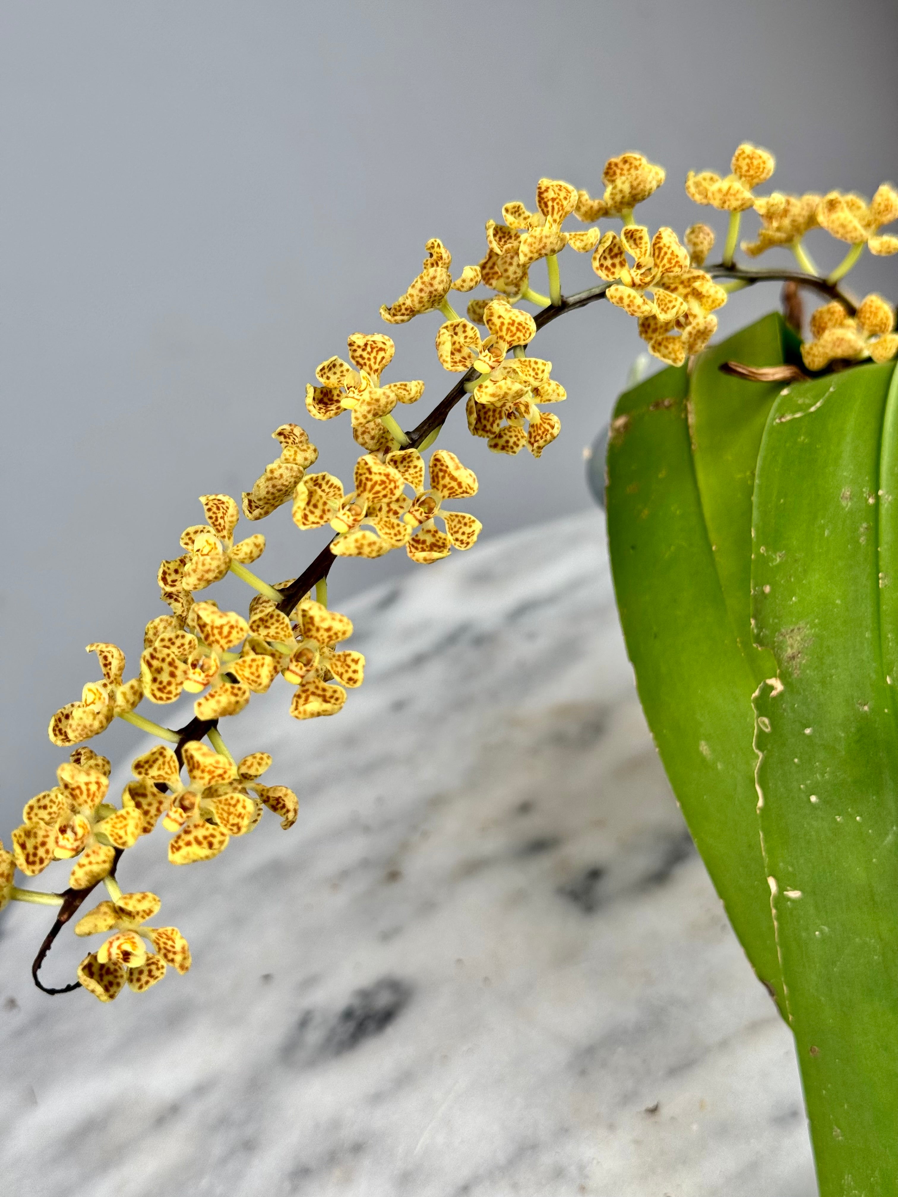 Rhinerrhizopsis moorei