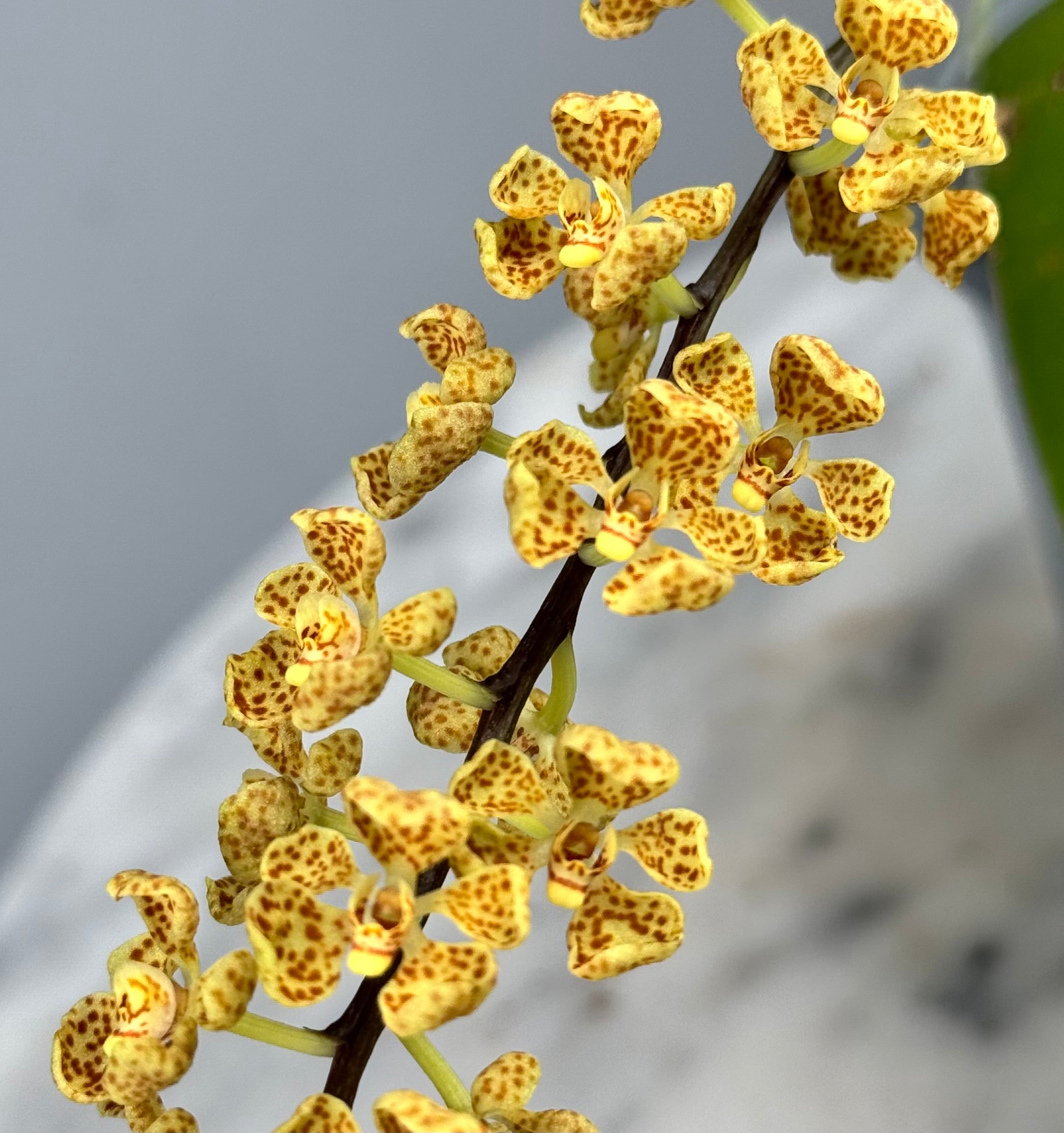 Rhinerrhizopsis moorei