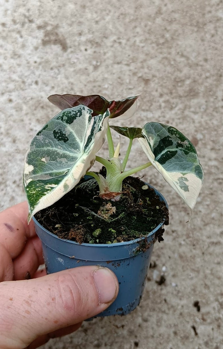 Alocasia black velvet variegata
