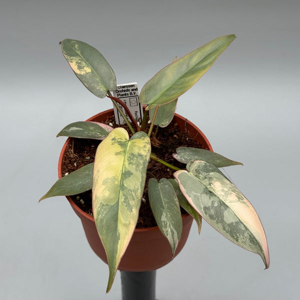 Philodendron atabapoense フィロデンドロン　　斑入り Philodendron atabapoense variegata