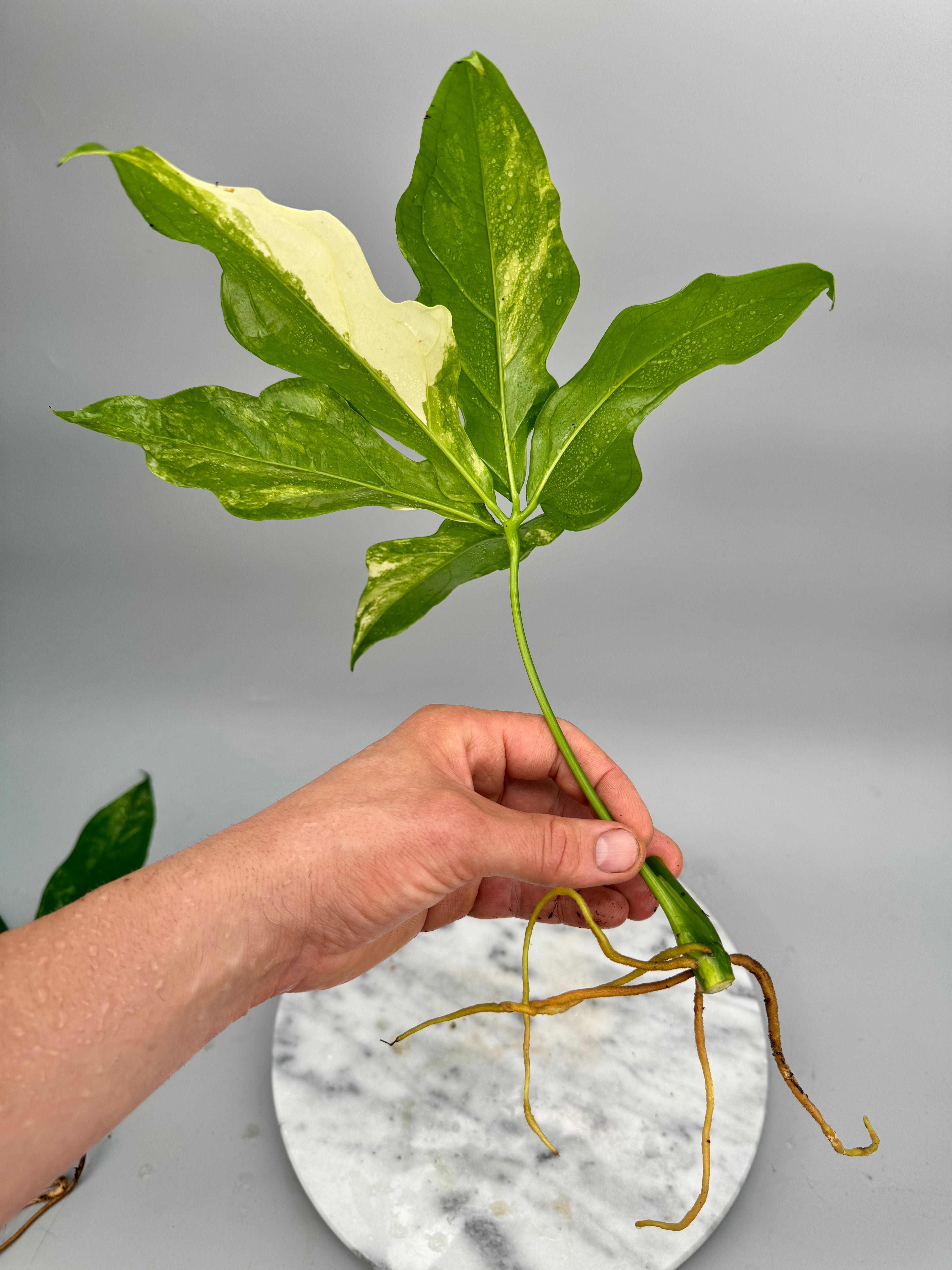 Anthurium pentaphyllum Variegata 'Costa Rica' 1 Leaf (Cutting)