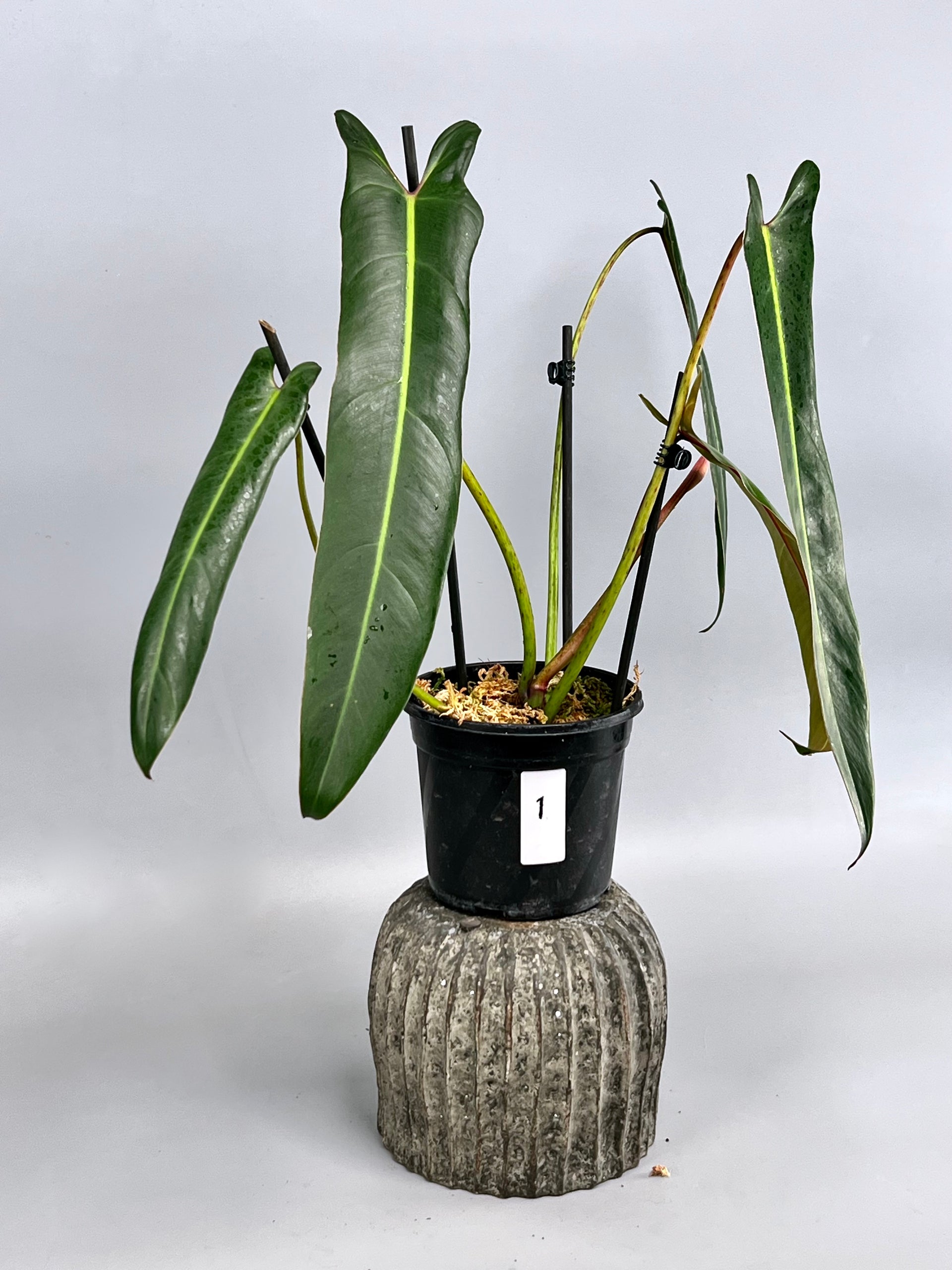 philodendron kaufen Philodendron spiritus sancti (XXL Big Plant) Leaves 40 cm