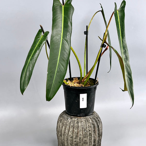 philodendron spiritus sancti buy Philodendron spiritus sancti (XXL Big Plant) Leaves 40 cm