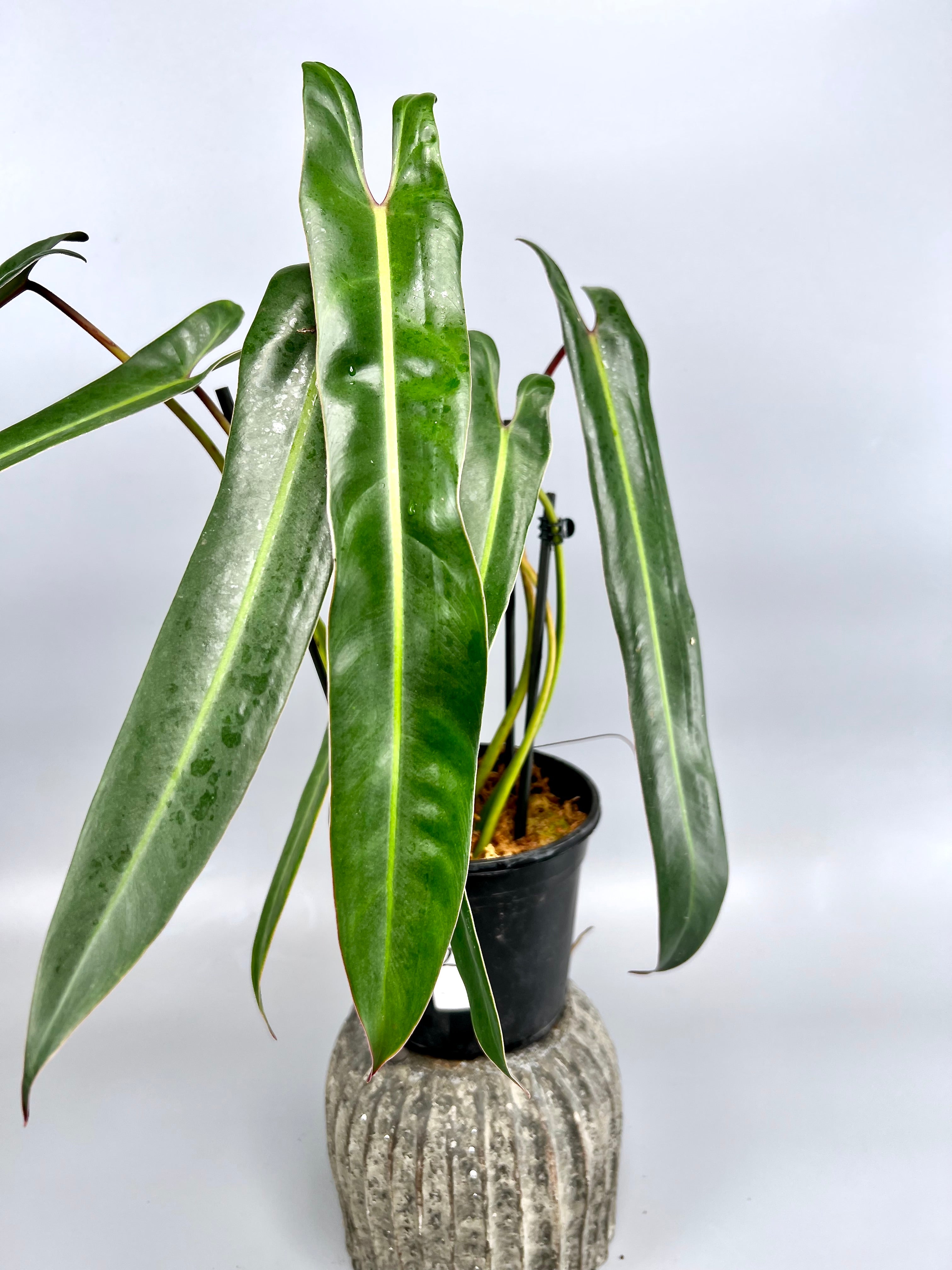 Philodendron spiritus sancti (Big Plant) Leaves 35/40 cm leaves (+ Lot