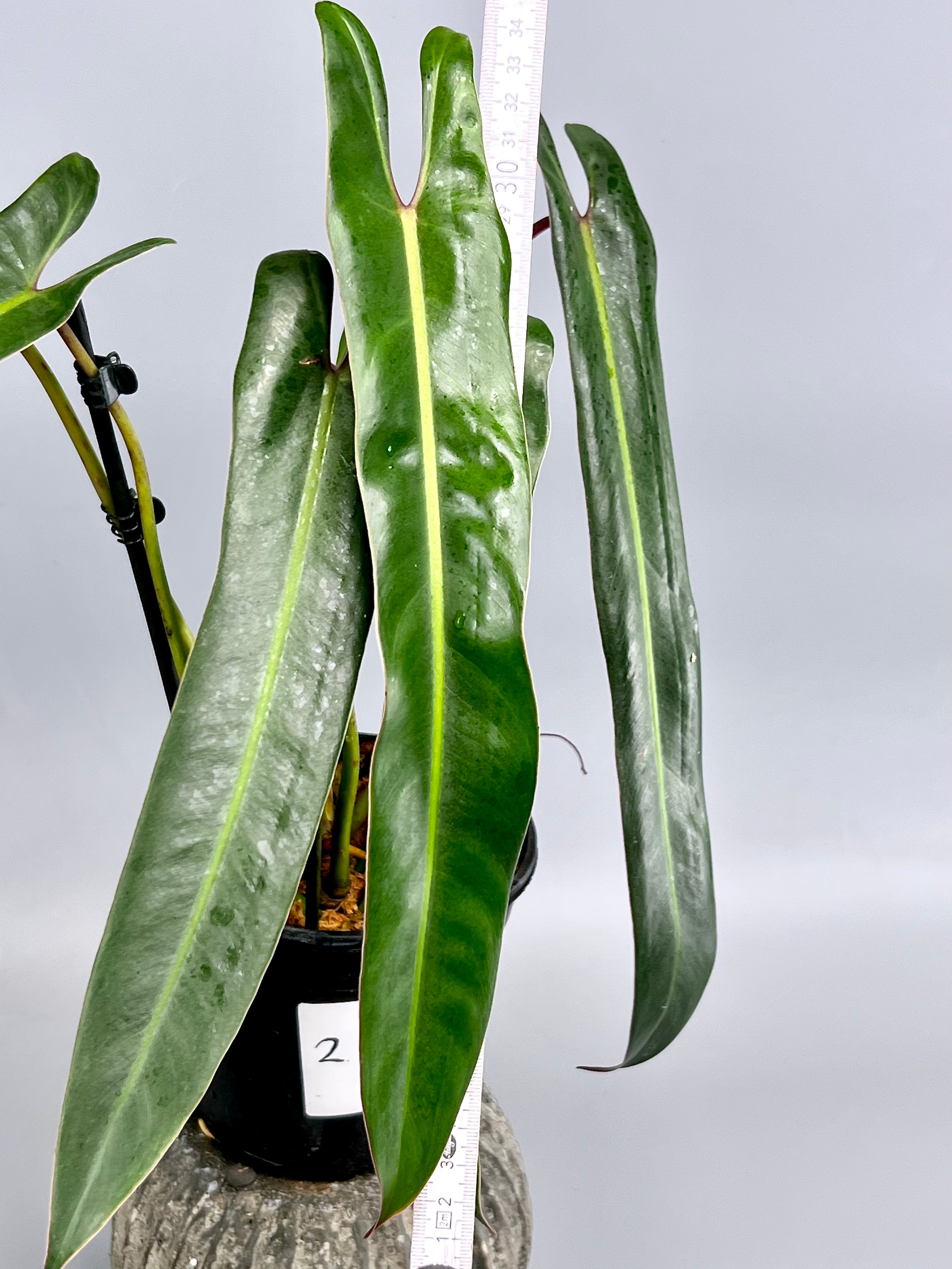 Philodendron spiritus sancti (Big Plant) Leaves 35/40 cm more laeves