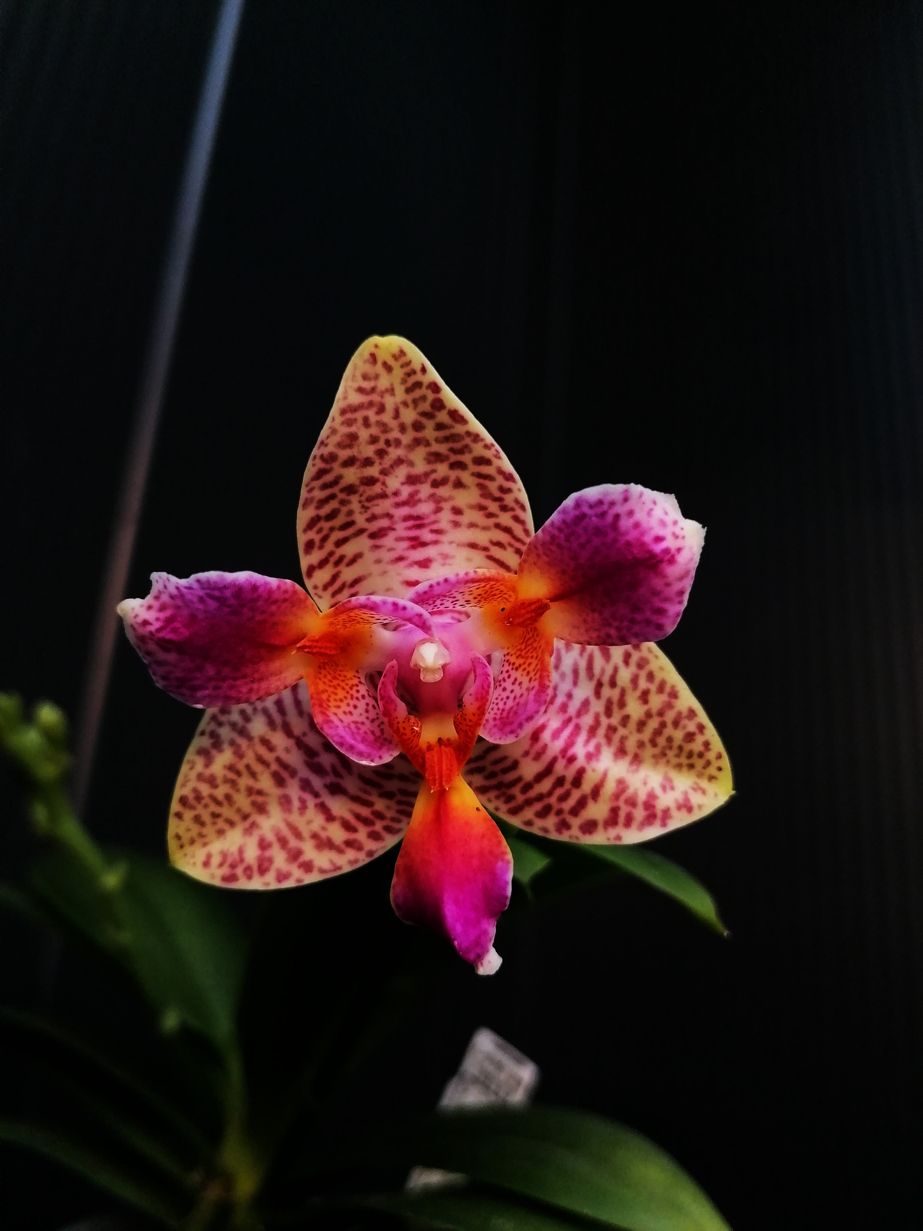 Phalaenopsis Joy Fairytale