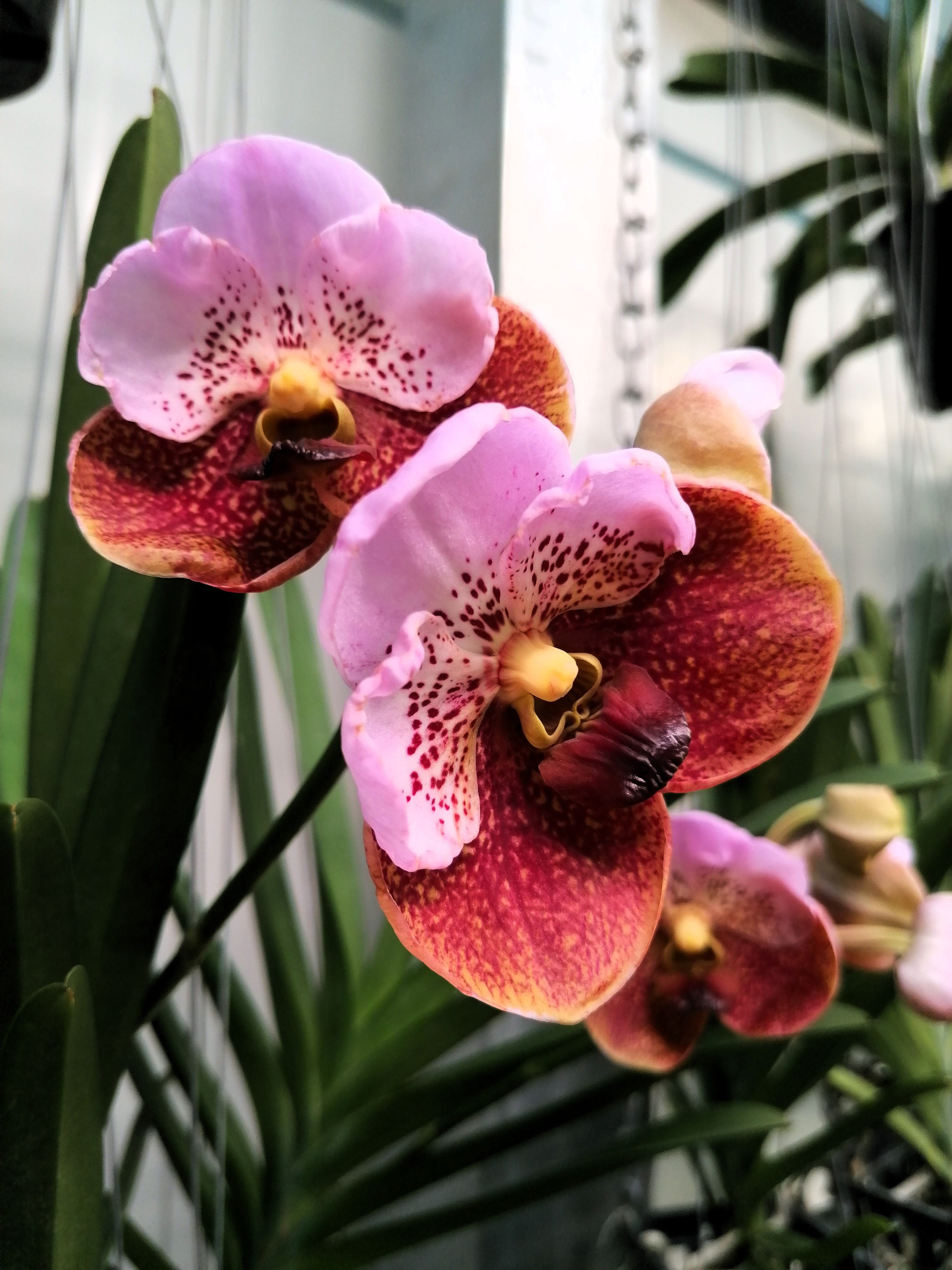 Vanda sanderiana x taweesuksa