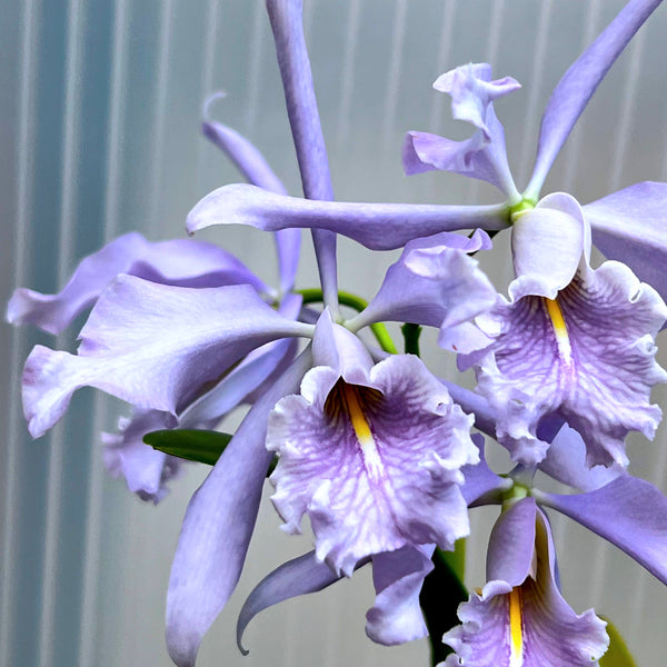 送料無料，人気SALE】 洋蘭原種 カトレア C maxima coerulea 交配実生