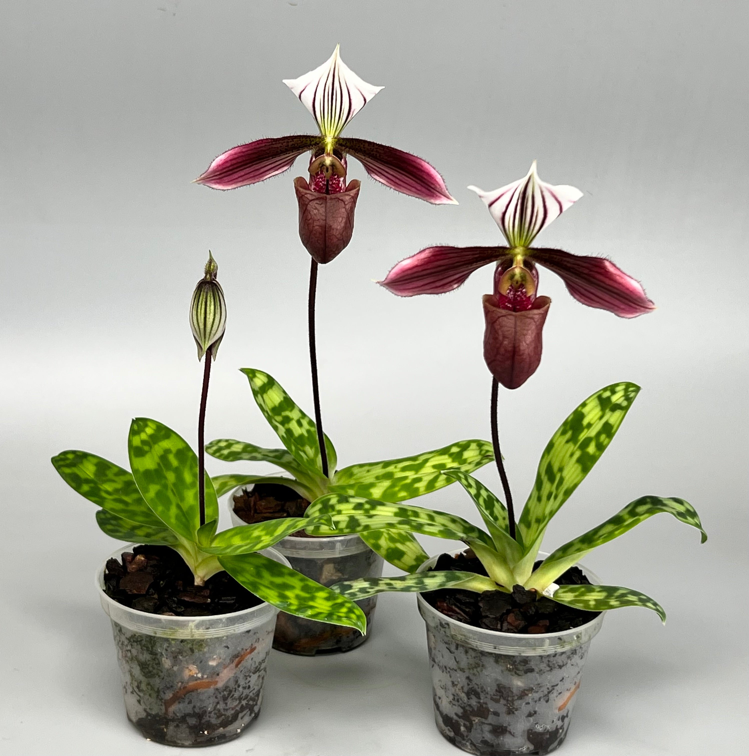 Paphiopedilum Purpuratum "Big Plant"