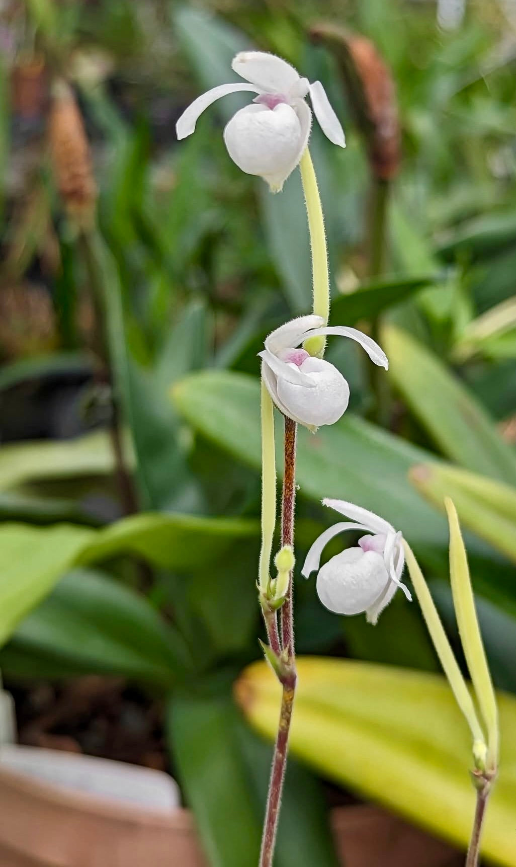 Mexipedium xerophyticum