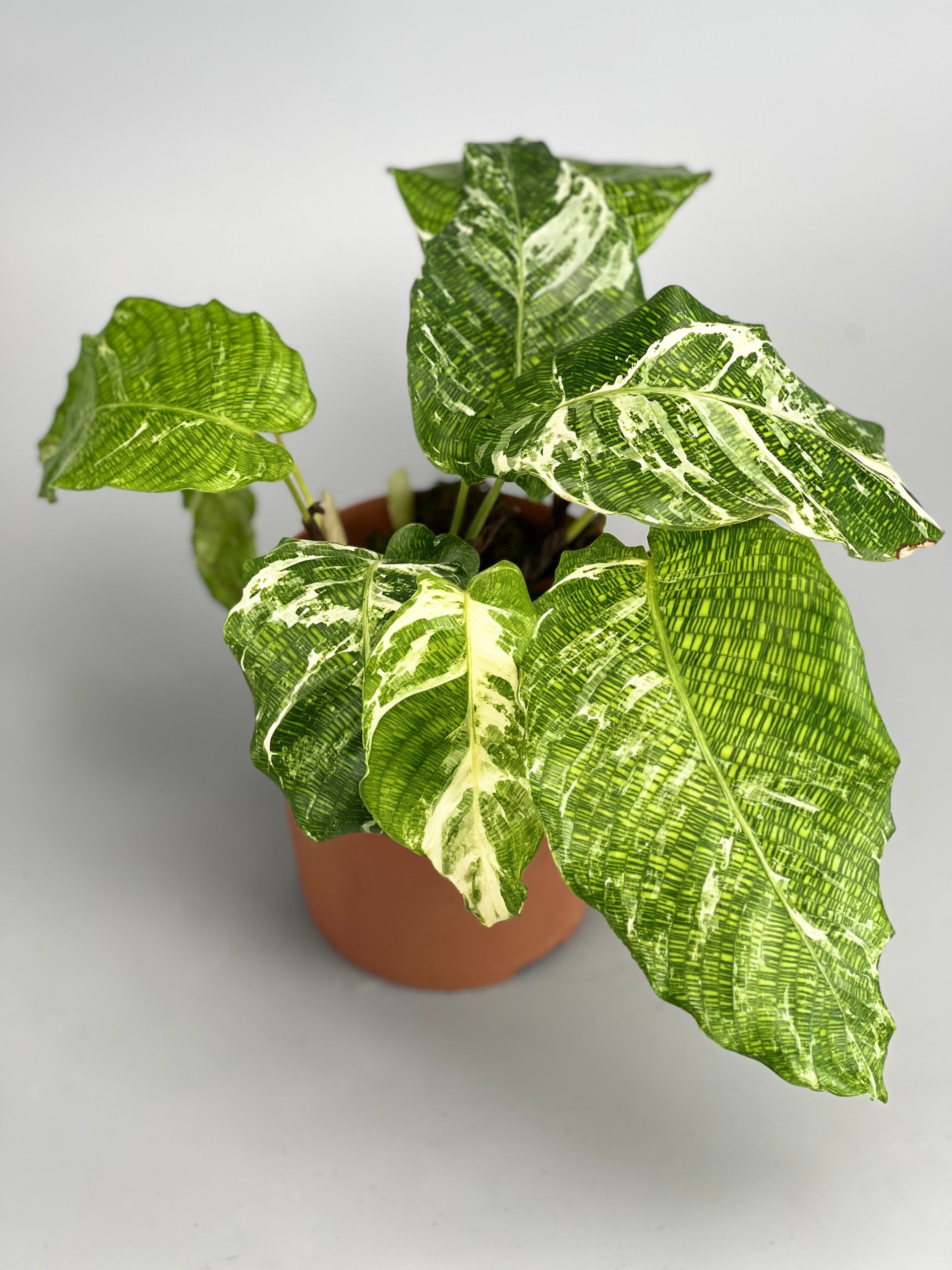 calathea musaica pflege Calathea musaica variegated