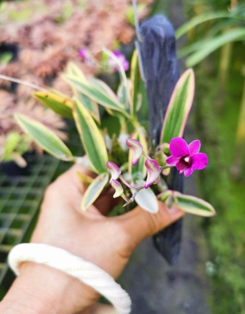 Dendrobium bigibbum variegata