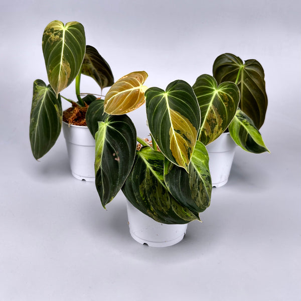 Philodendron melanochrysum variegata 