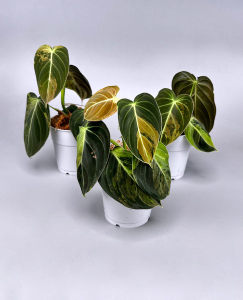 Philodendron melanochrysum variegata 