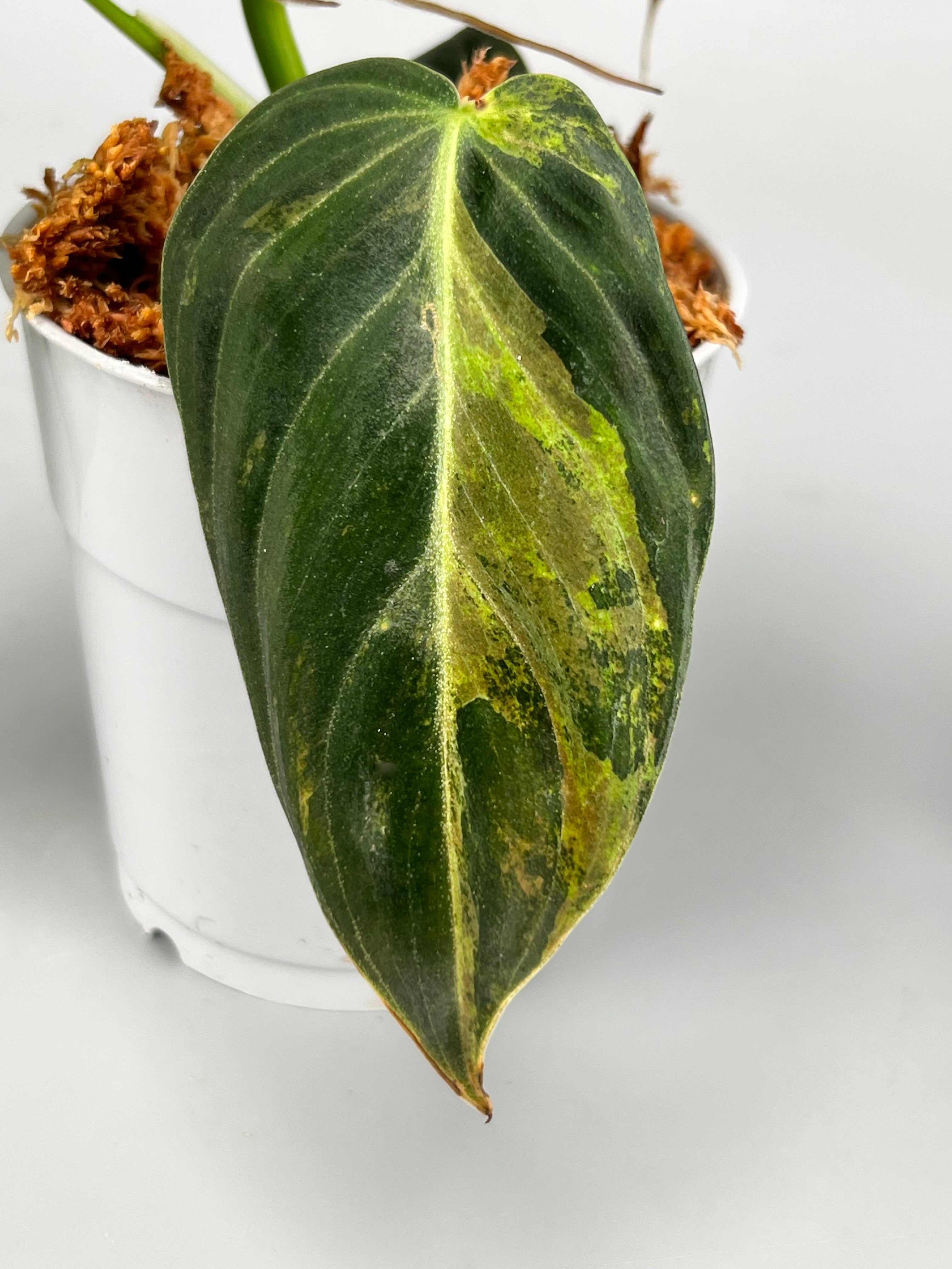 Philodendron melanochrysum variegata ''Big Plant" (2 in 1 pot)