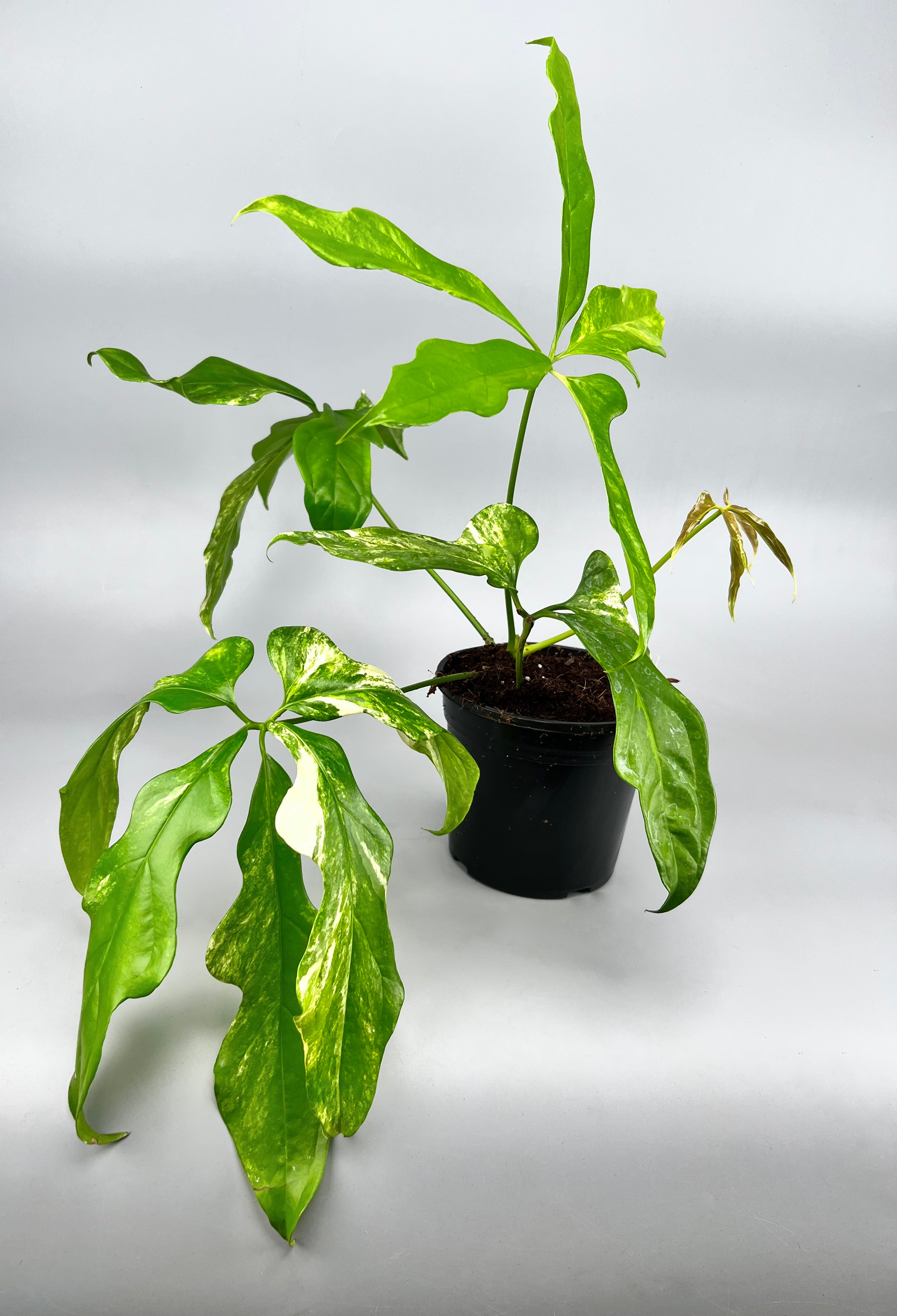 Anthurium pentaphyllum Variegata 'Costa Rica'