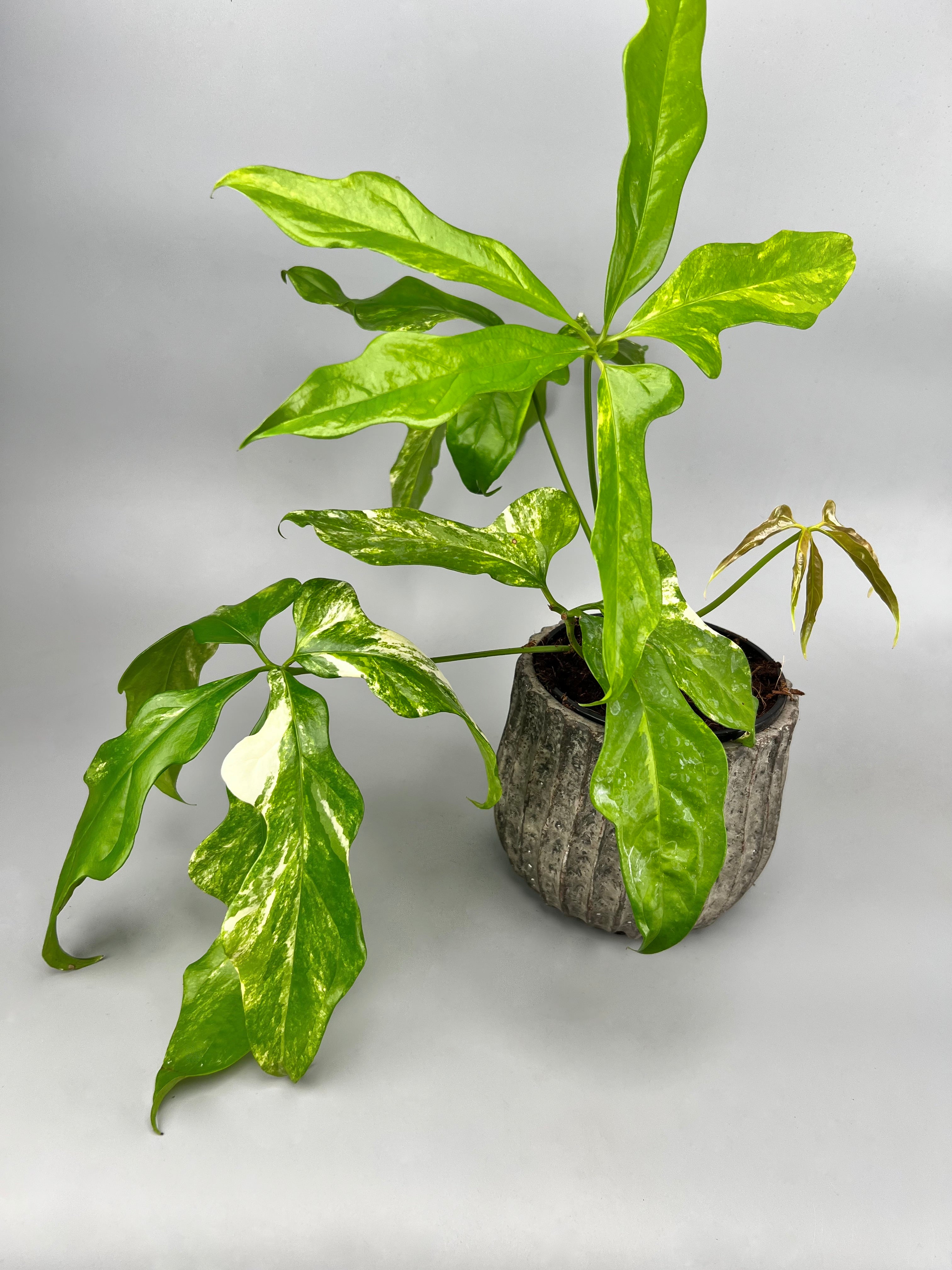 Anthurium pentaphyllum Variegata 'Costa Rica'