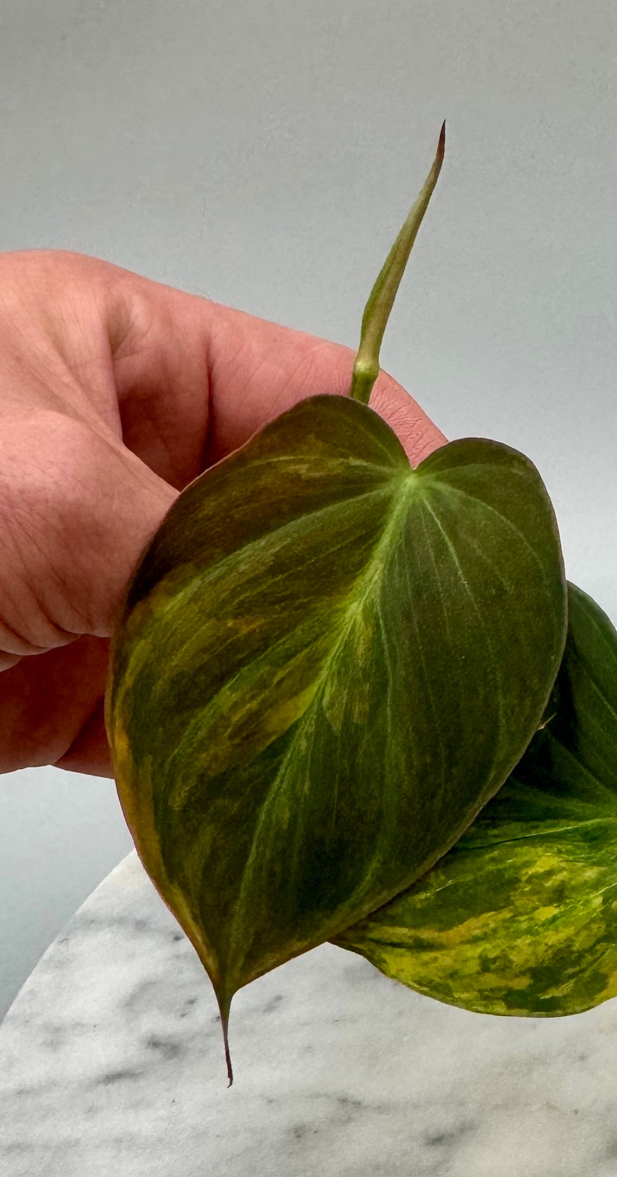 Philodendron micans variegated Aurea (1 Leaf Cutting)