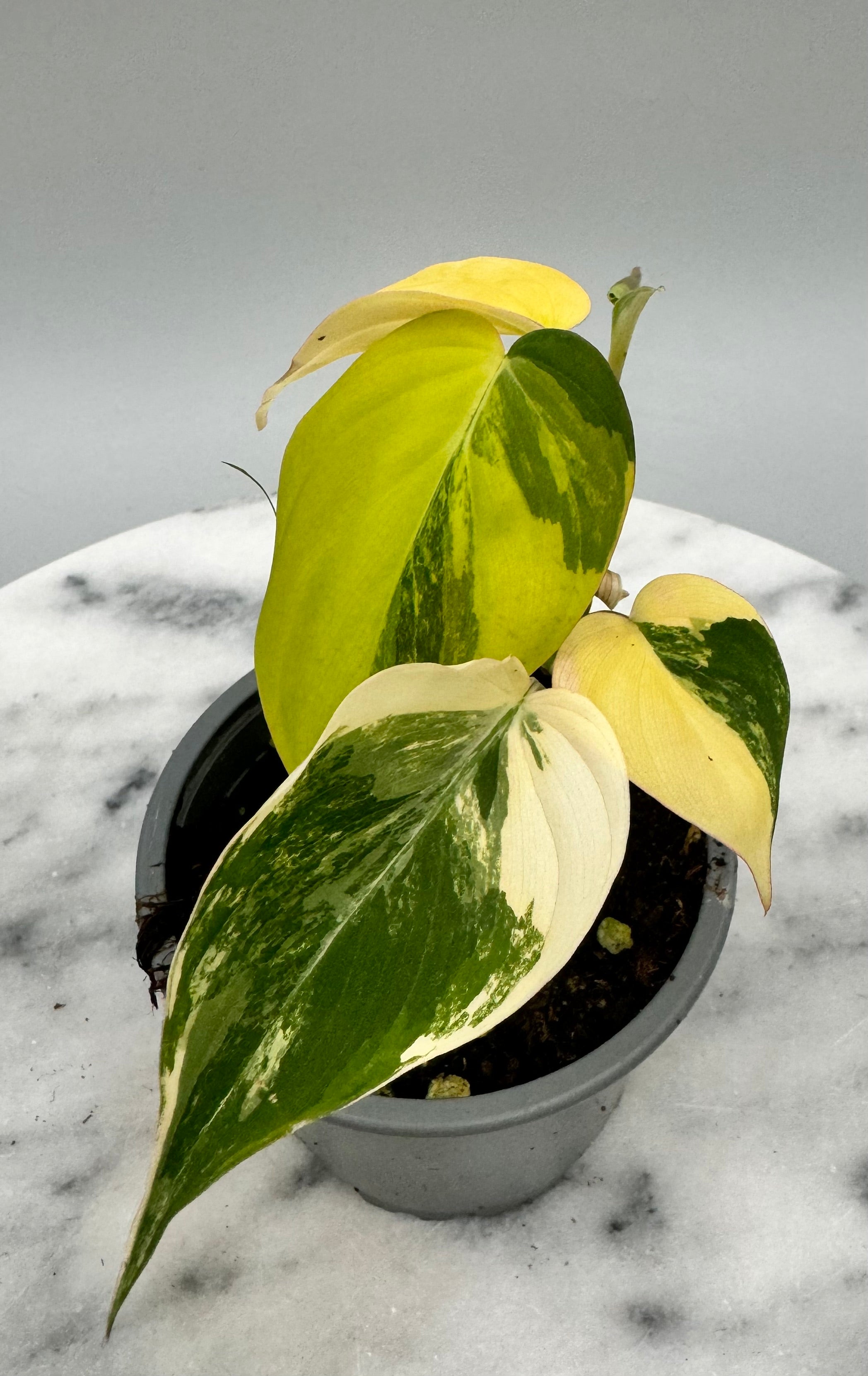 Philodendron micans variegated aurea