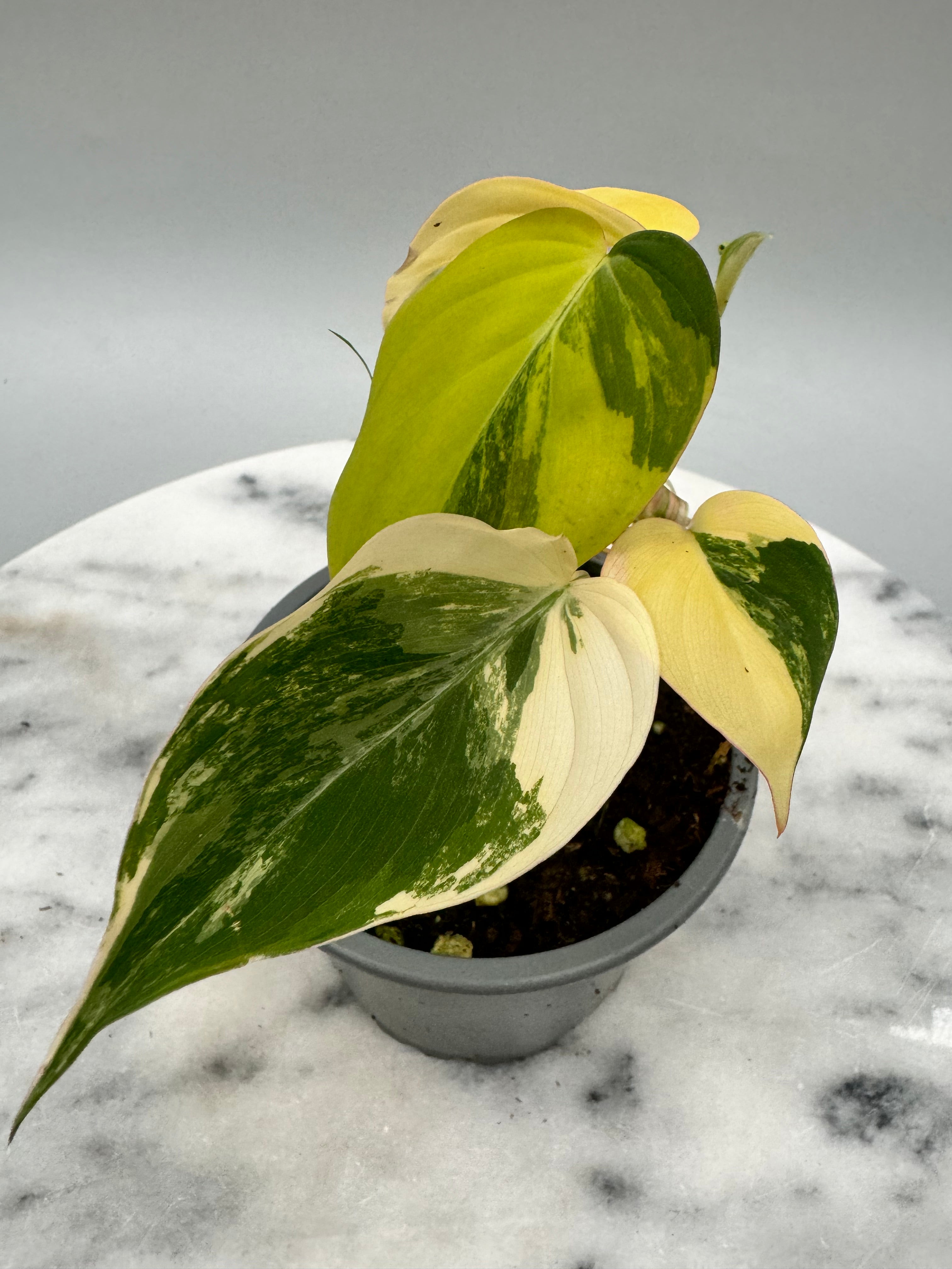 Philodendron micans variegated aurea